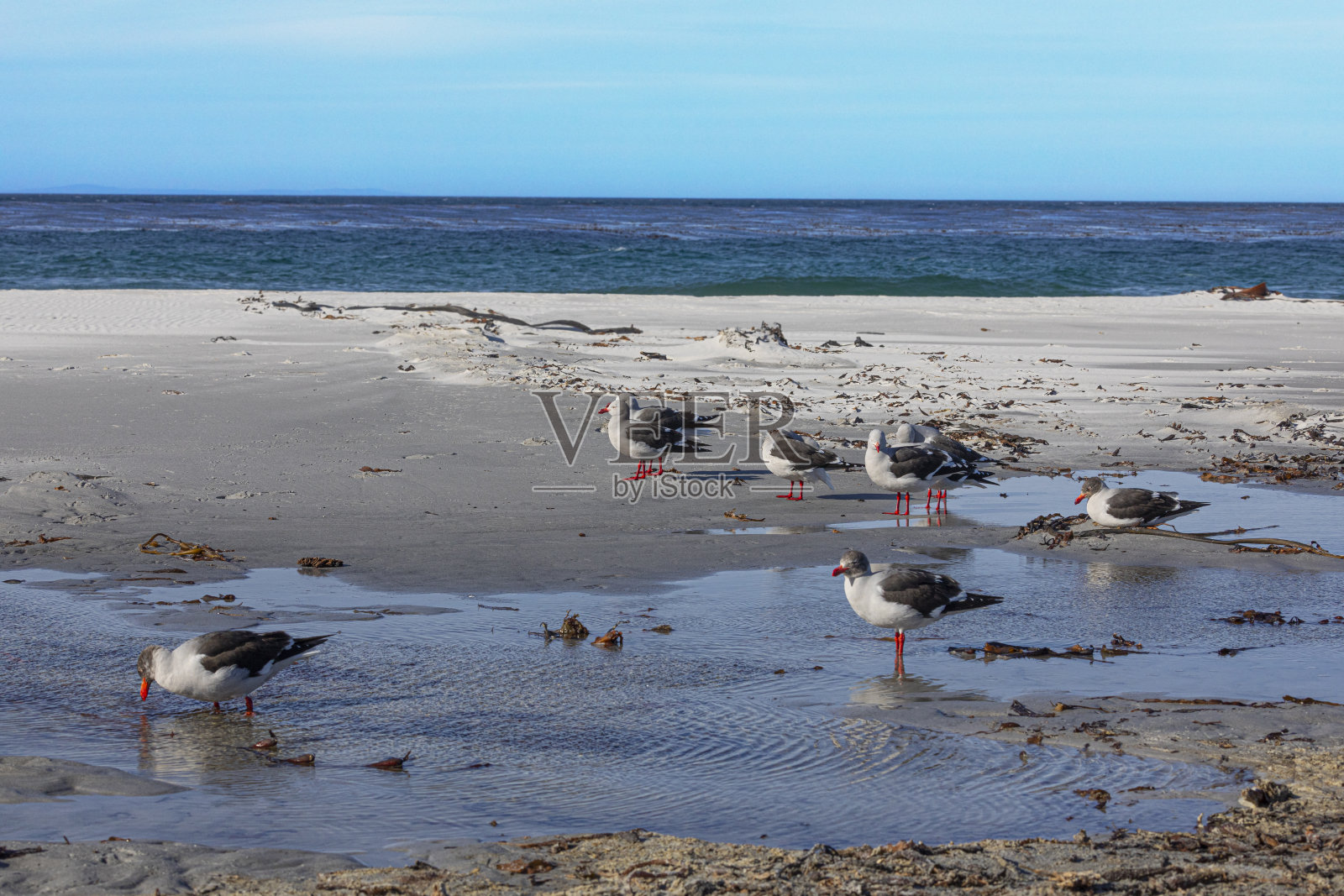 海狮岛的海豚鸥(Larus scoresbii);福克兰群岛;照片摄影图片
