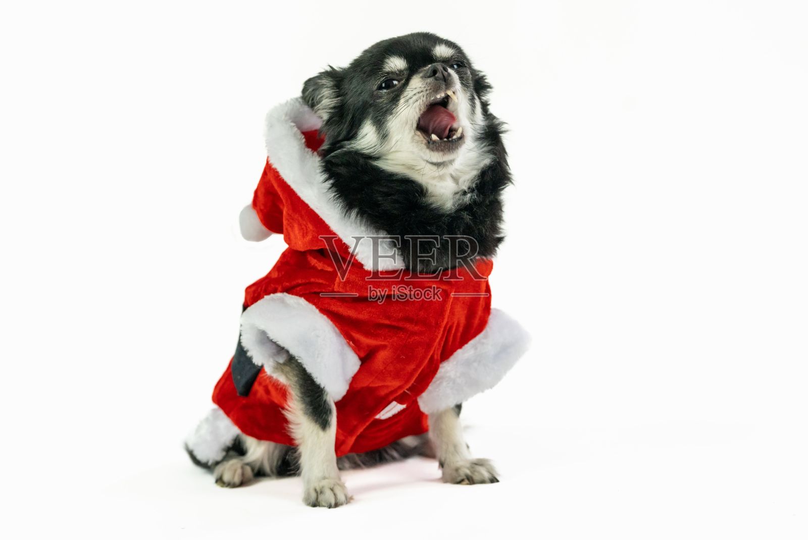 可爱的毛茸茸的吉娃娃穿着圣诞服装，圣诞老人的衣服在一个工作室照片摄影图片