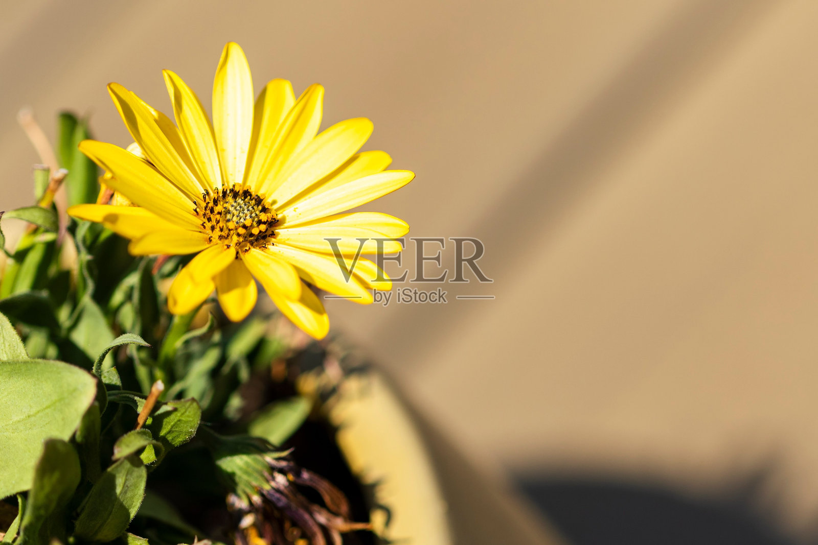 特写镜头的黄色花朵与绿叶在模糊的背景照片摄影图片