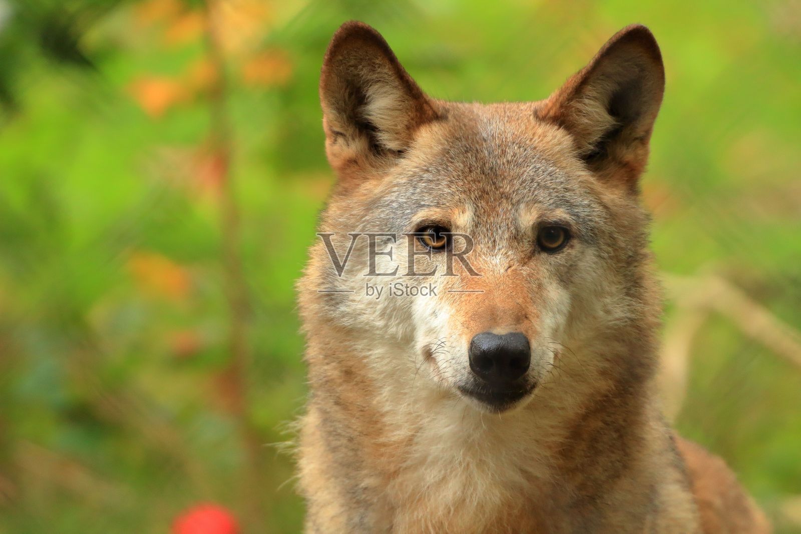特写镜头的蒙古狼在森林中，与绿色模糊的背景照片摄影图片