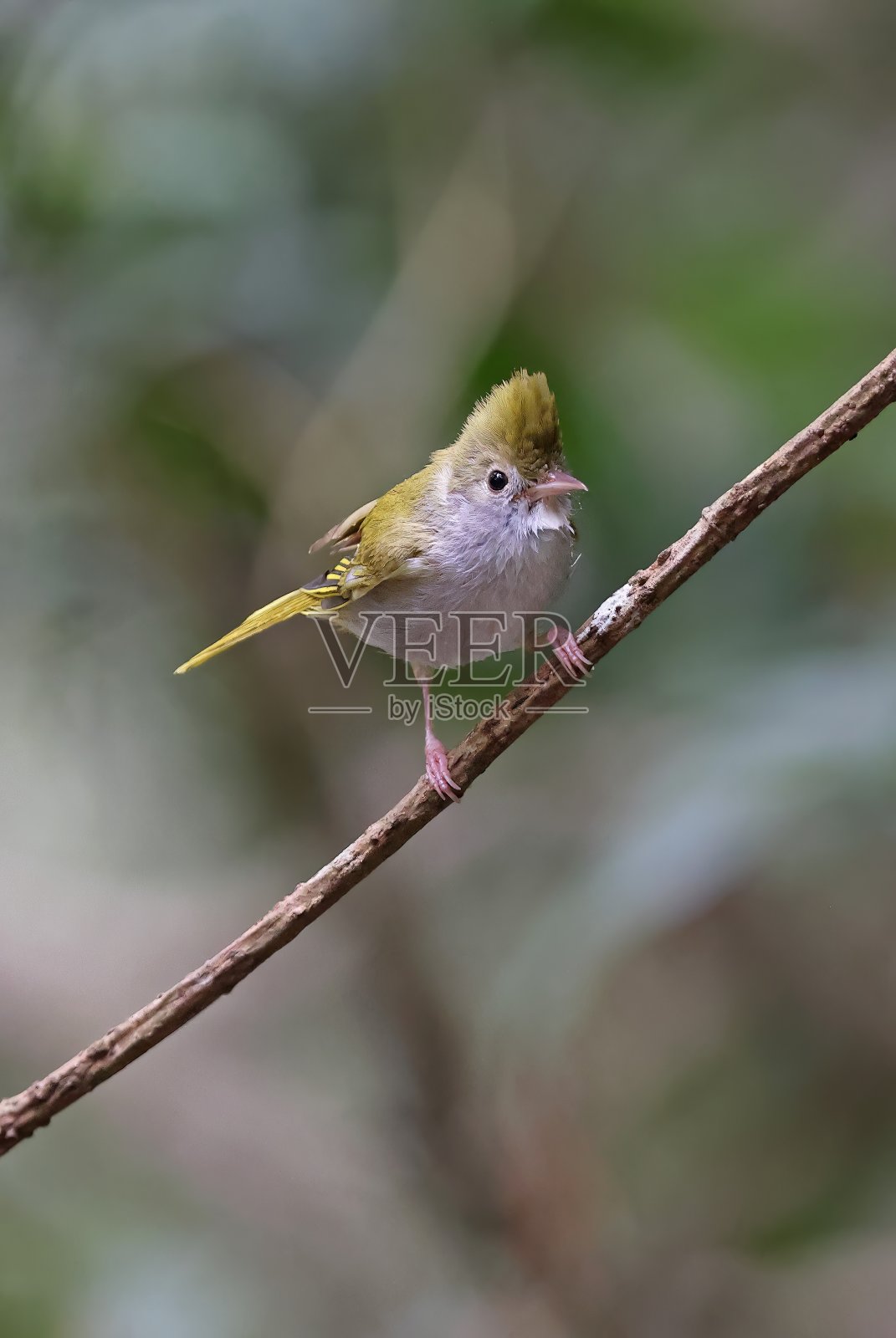 栖息在树枝上的鸟类特写照片摄影图片