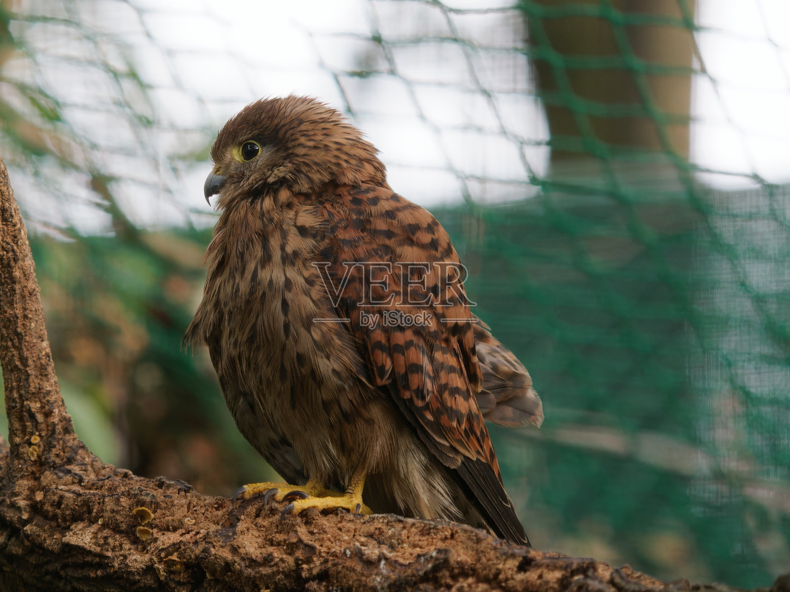 一只岩隼在康复中心的笼子里向外凝视照片摄影图片