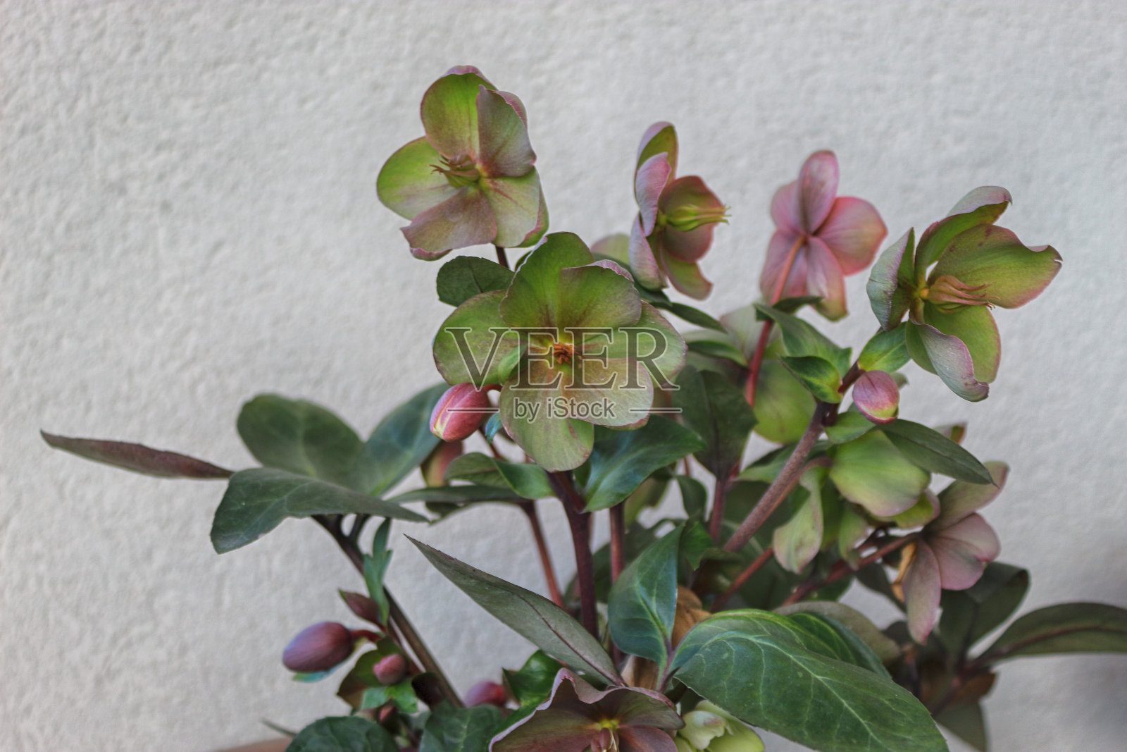 盛开的尼日尔Helleborus照片摄影图片