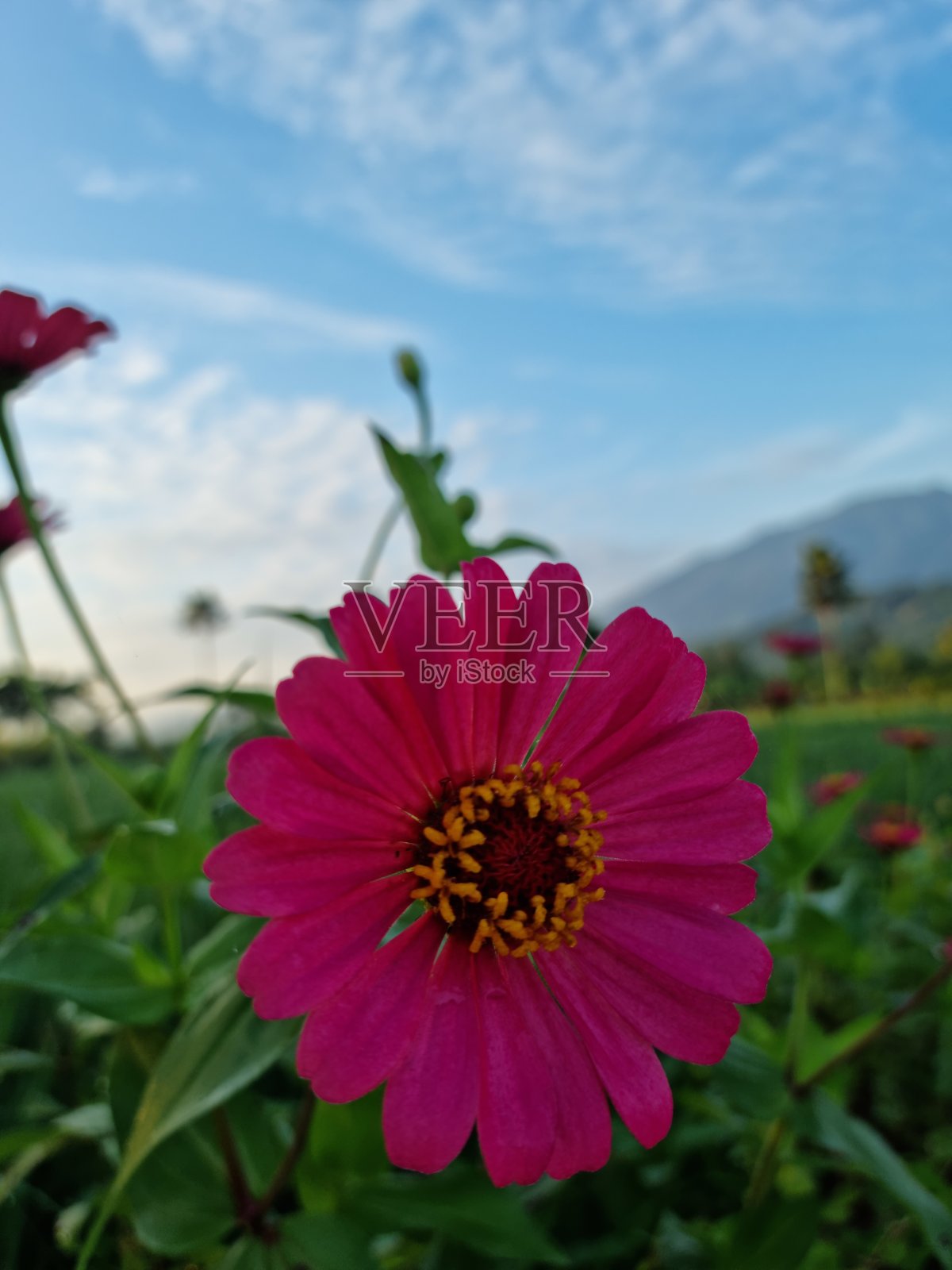 花照片摄影图片