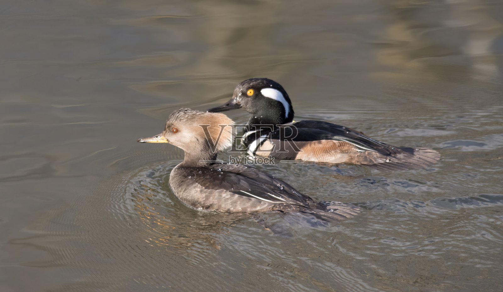 连帽秋沙鸭照片摄影图片