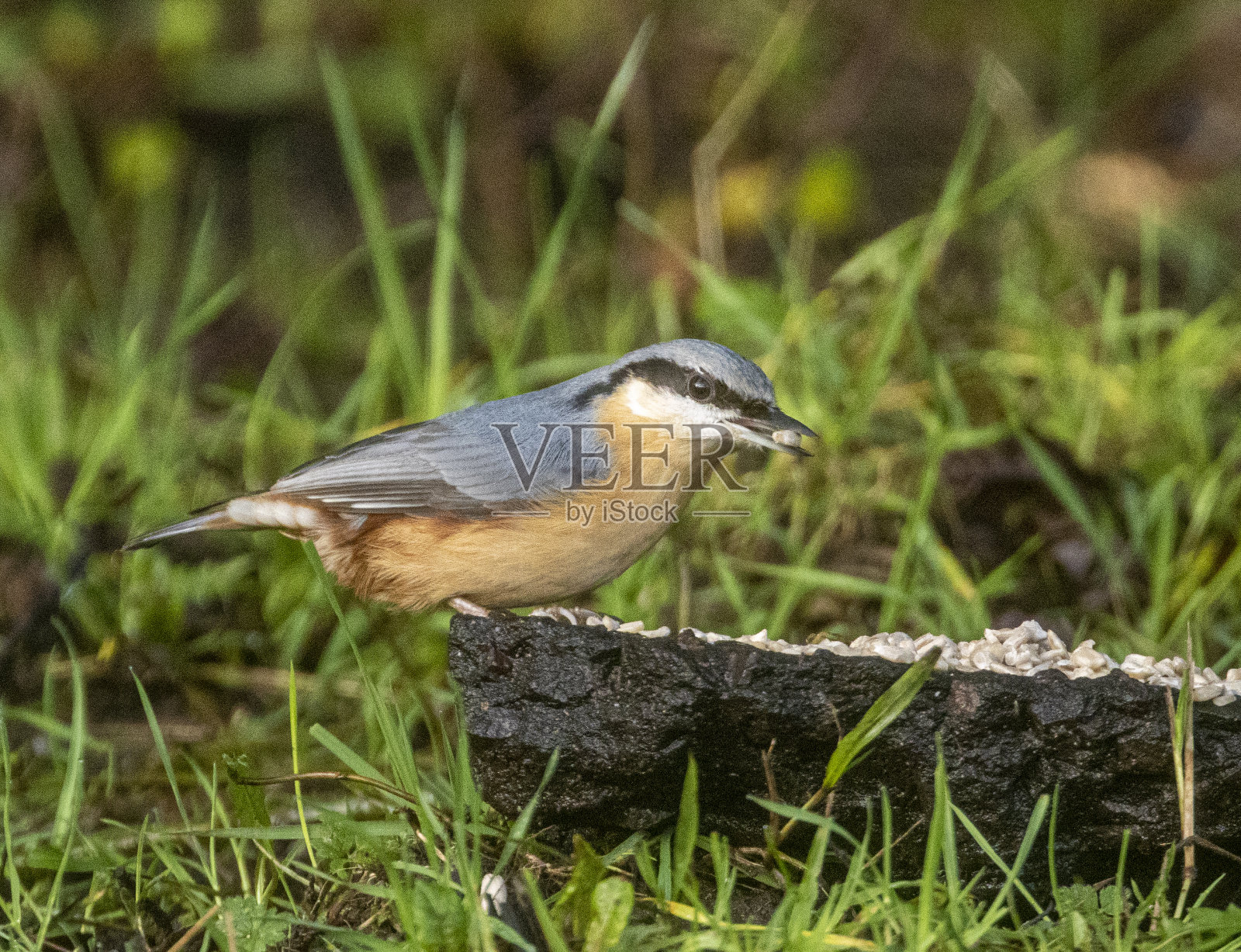 五子雀照片摄影图片