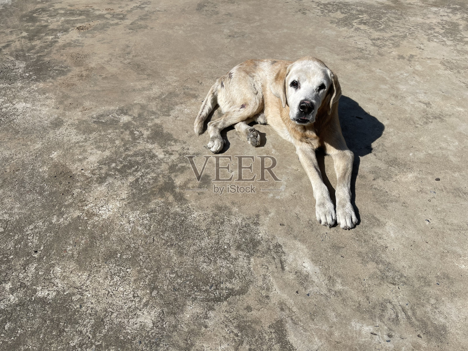 大狗照片摄影图片