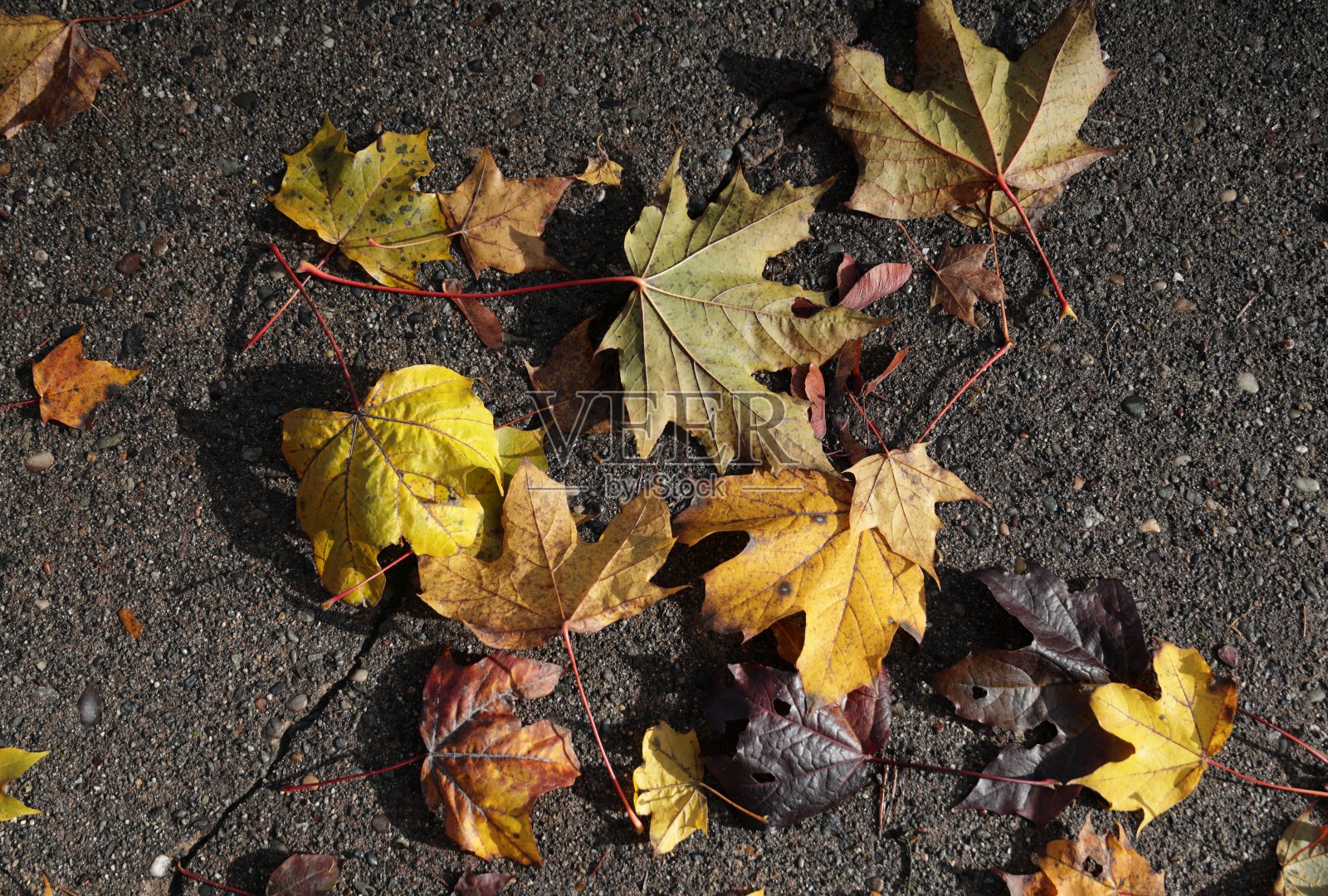 加拿大人行道上干燥的秋叶照片摄影图片