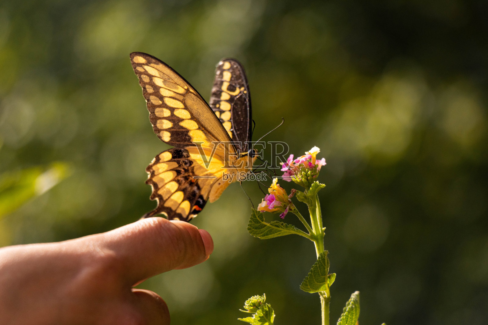 触摸黄色蝴蝶照片摄影图片