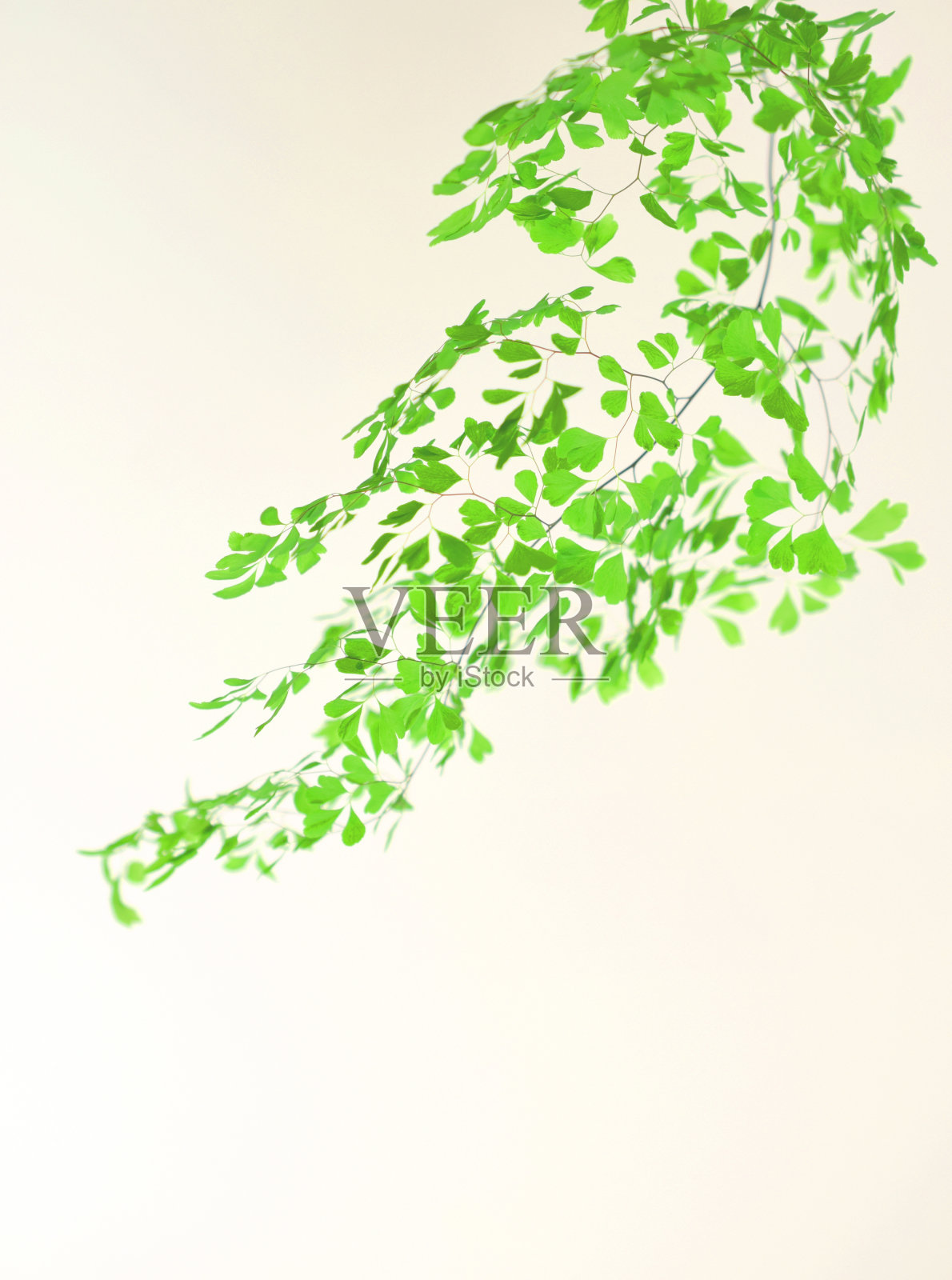 白色背景上的苍穹叶照片摄影图片