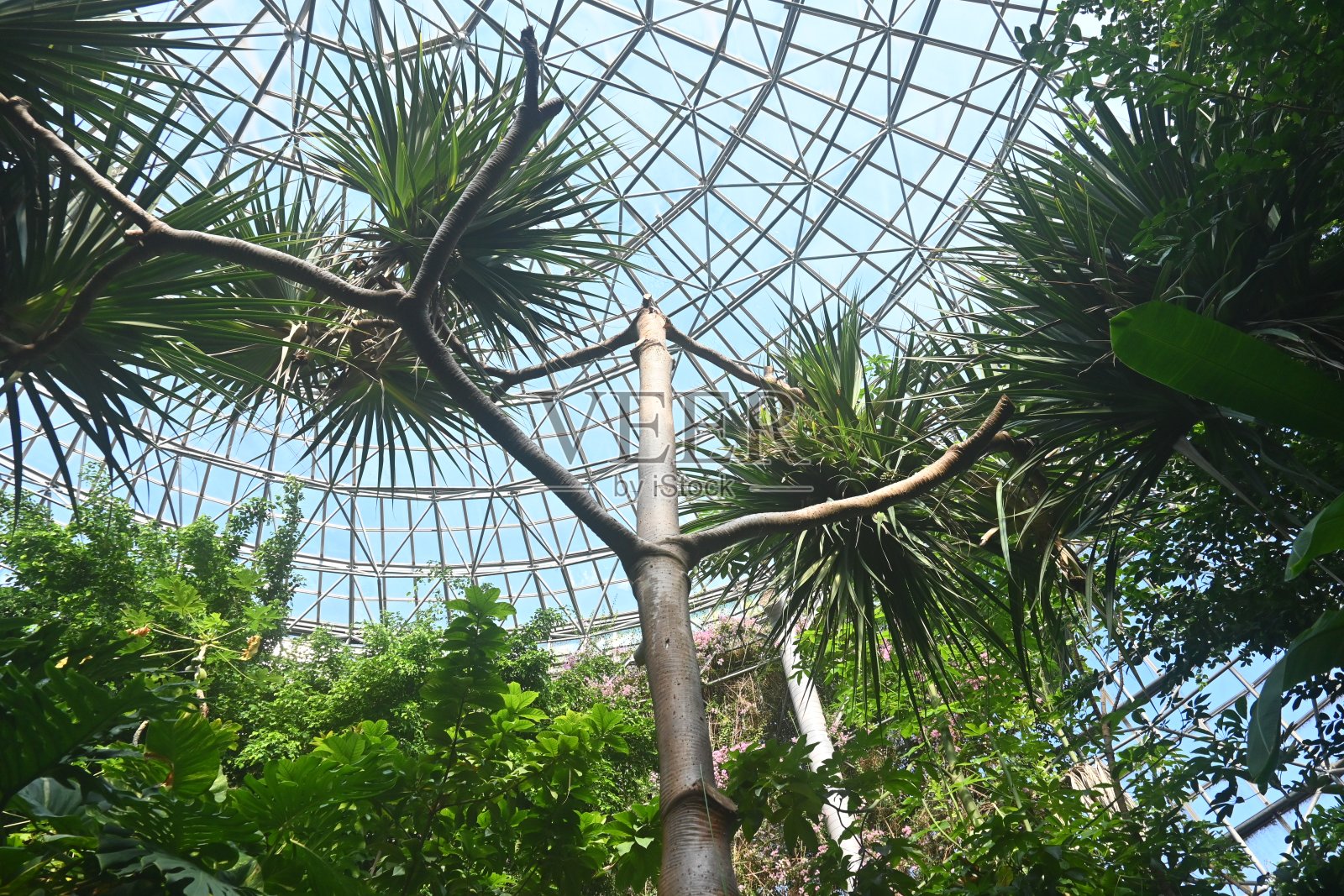 Pandanus utilis(普通螺松)。照片摄影图片