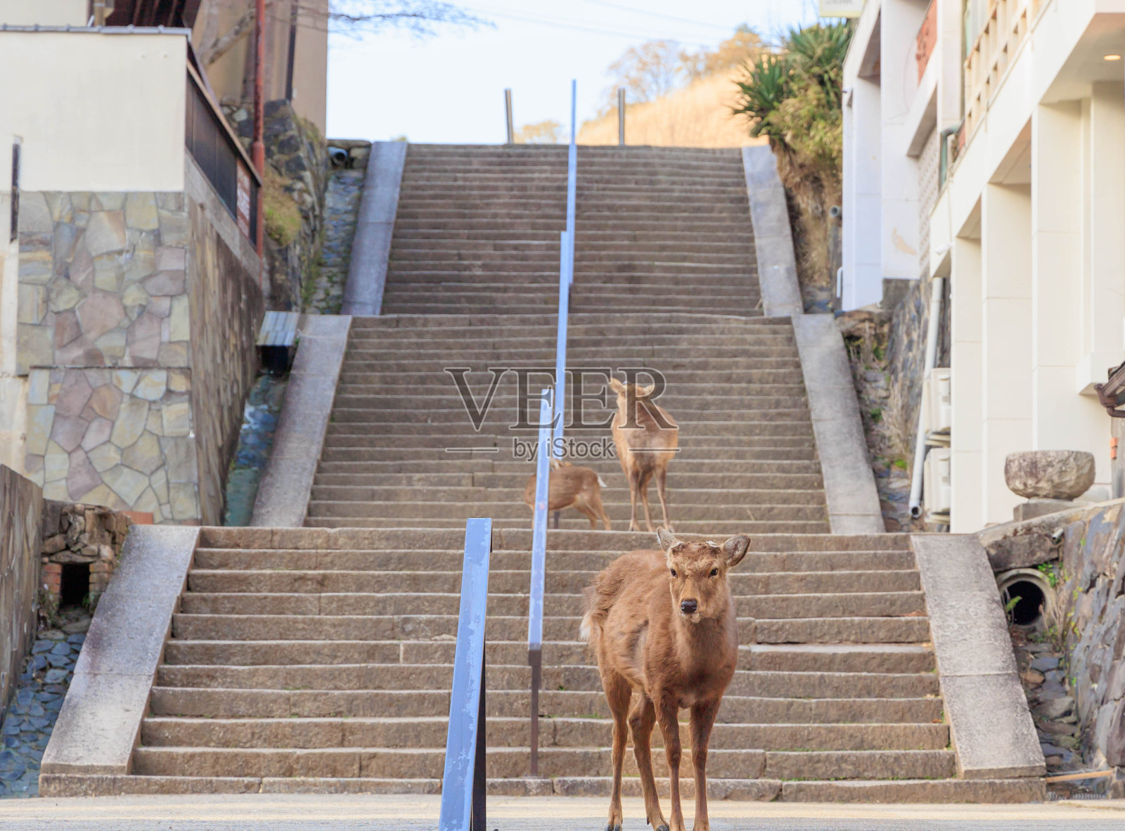 城市里的鹿[日本:奈良]照片摄影图片