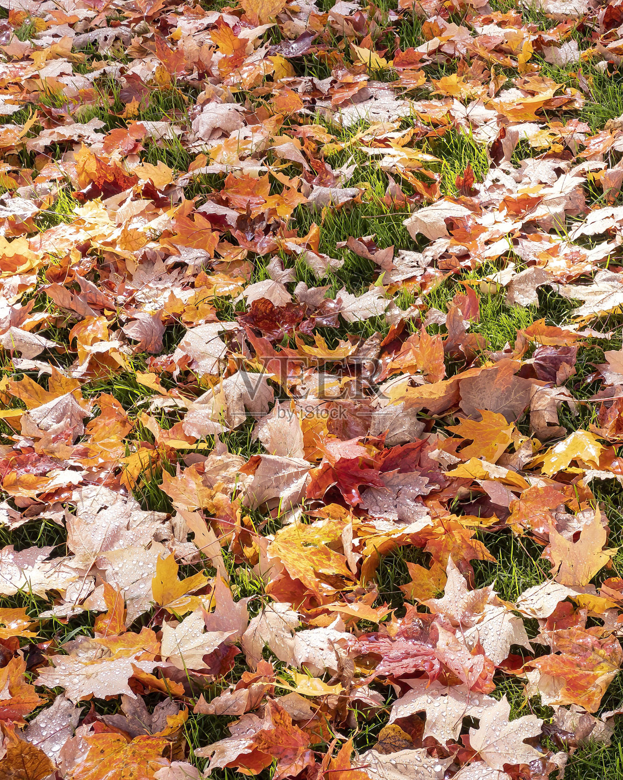 秋天的叶子，饱满的框架，在草地上照片摄影图片