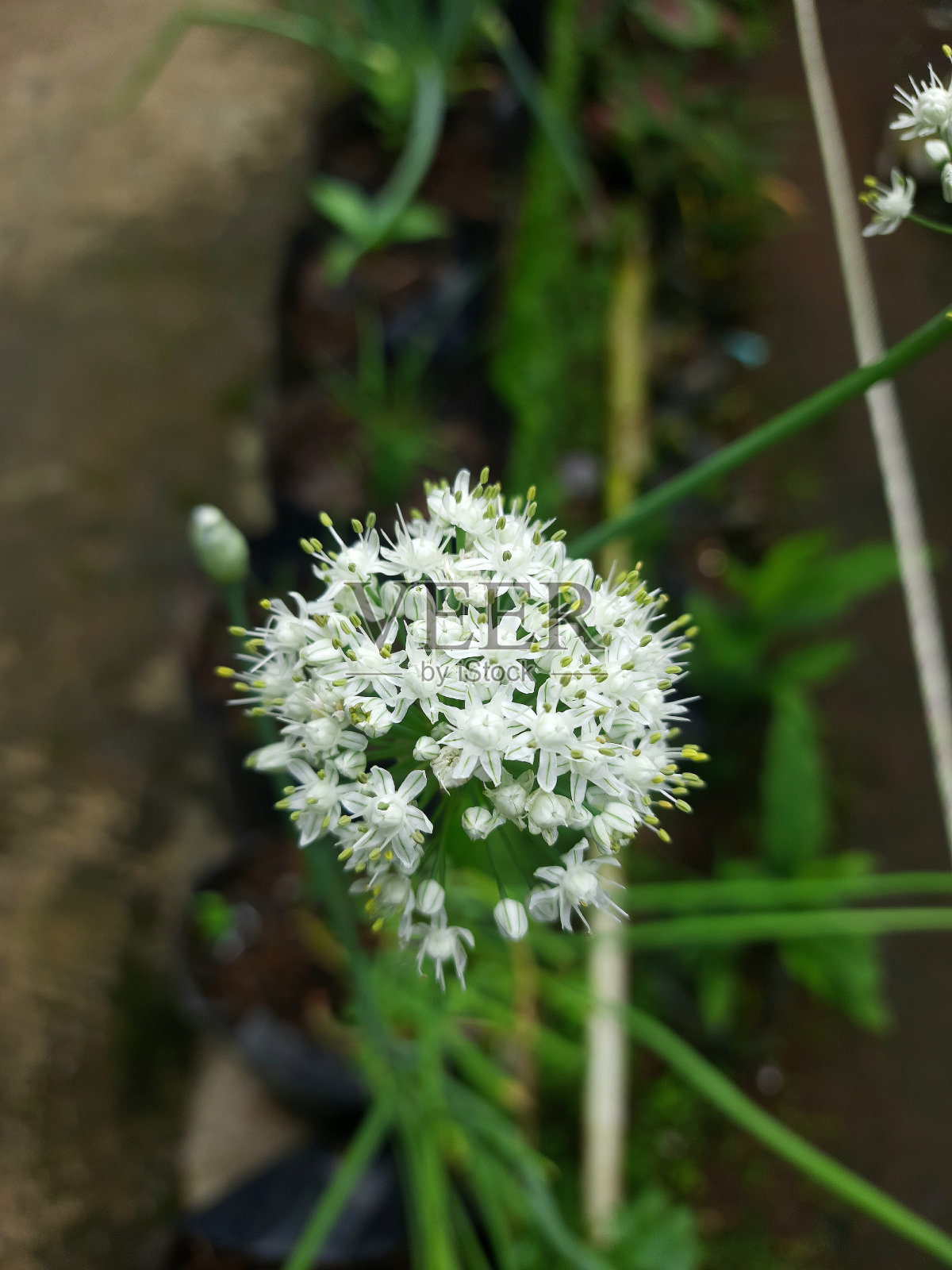 院子里的白洋葱花，特写照片摄影图片