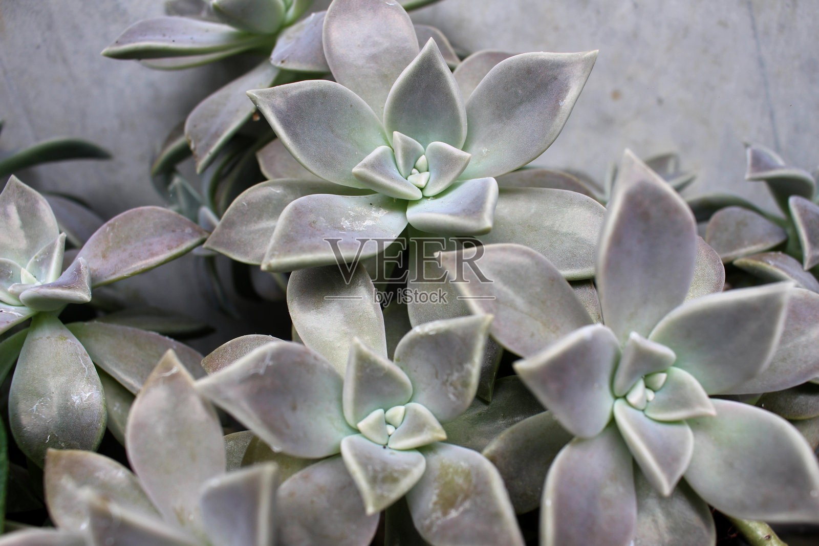 巴拉圭苜蓿照片摄影图片