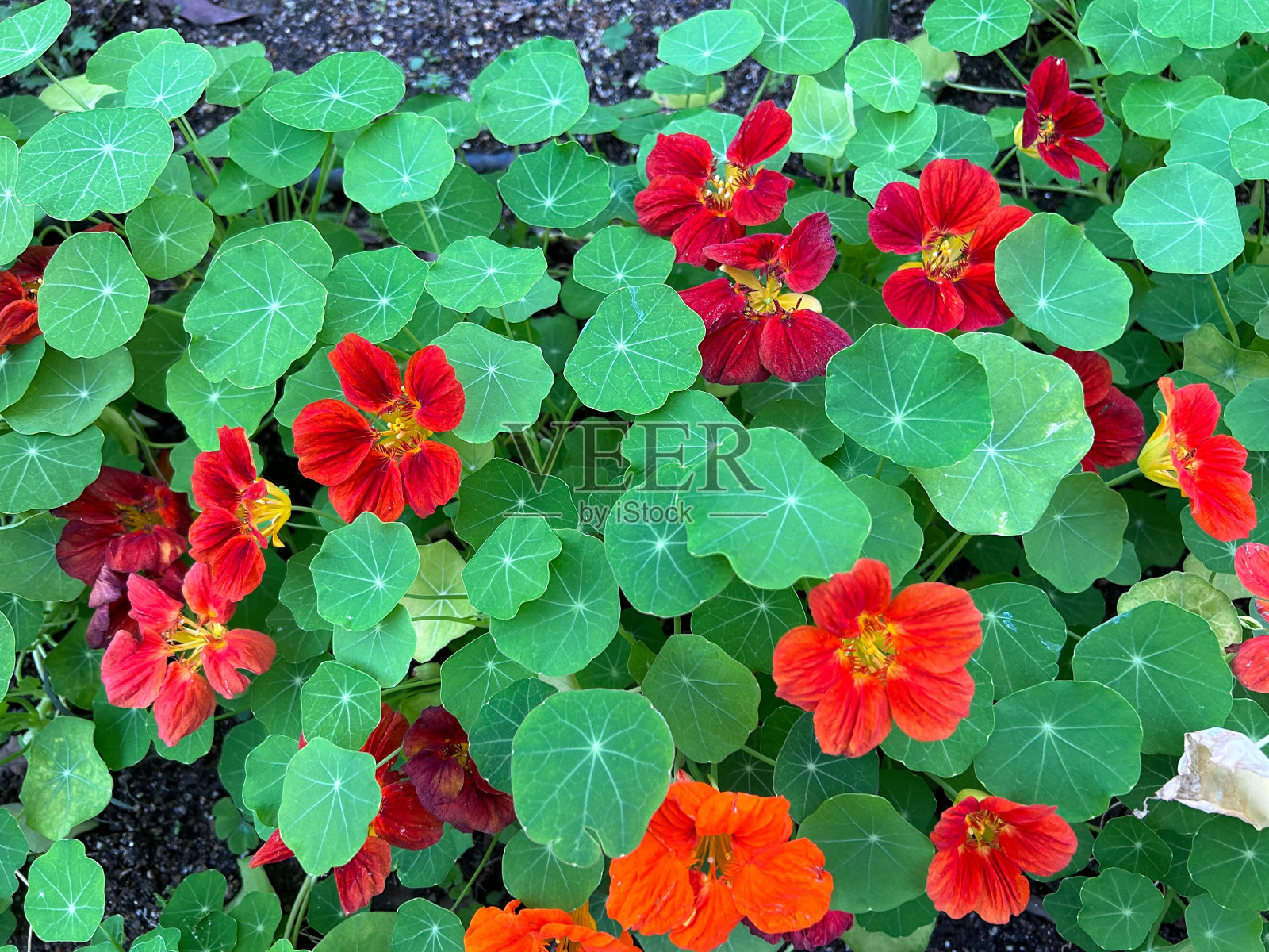 旱金莲照片摄影图片