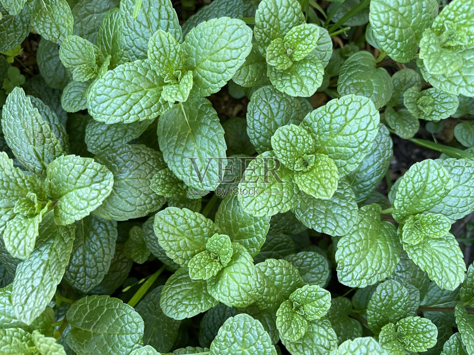 绿色照片摄影图片