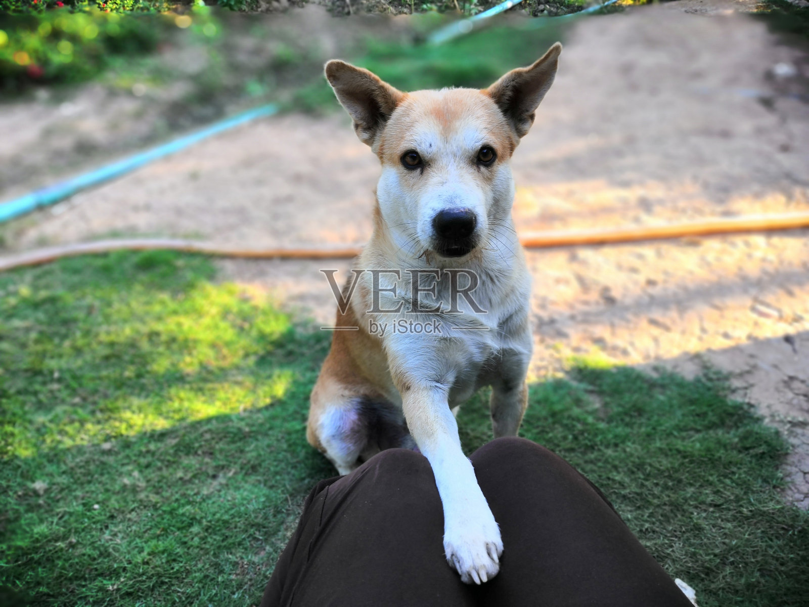 泰国棕色流浪狗欢快地玩耍着照片摄影图片