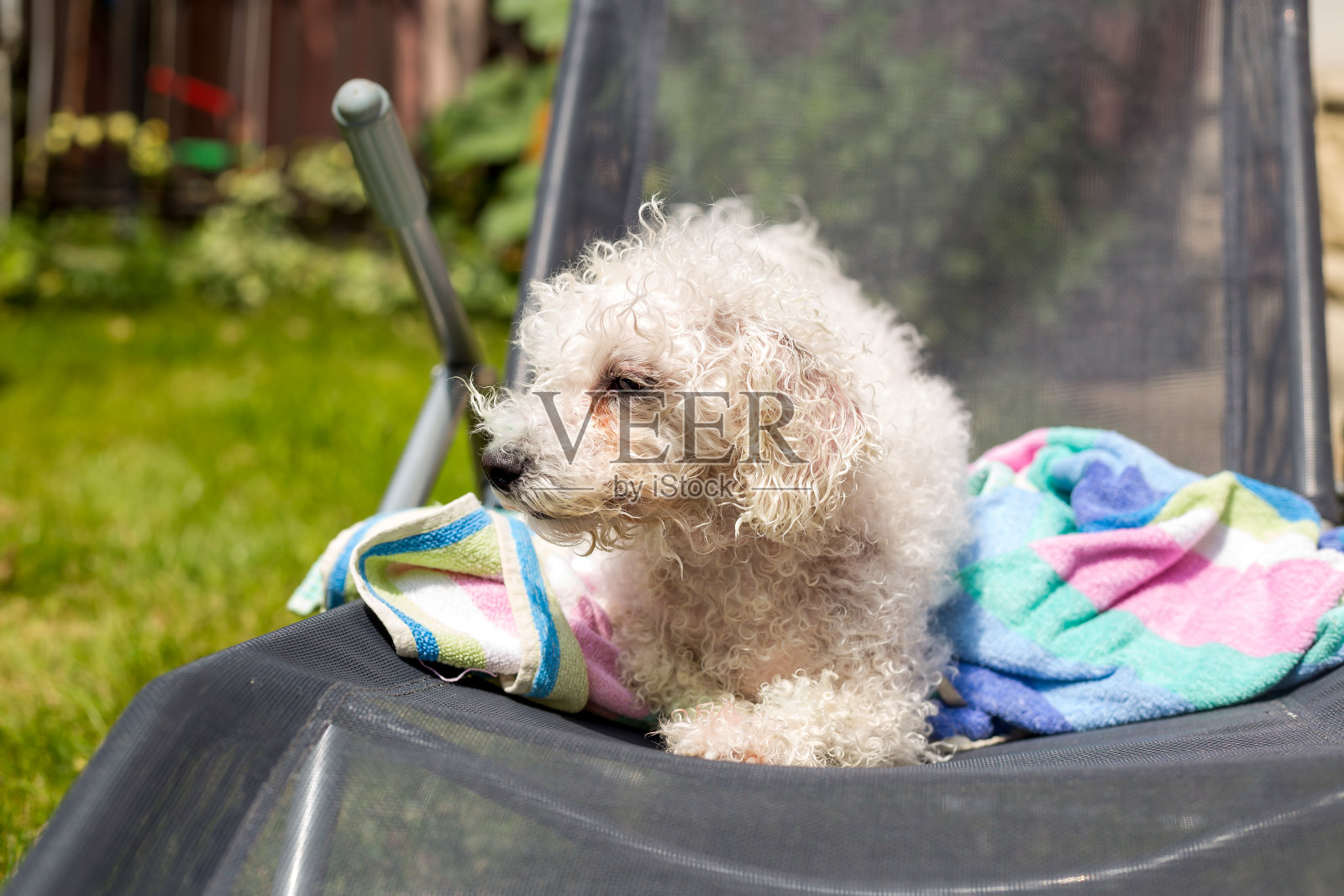 比熊软糖裹在毛巾里照片摄影图片