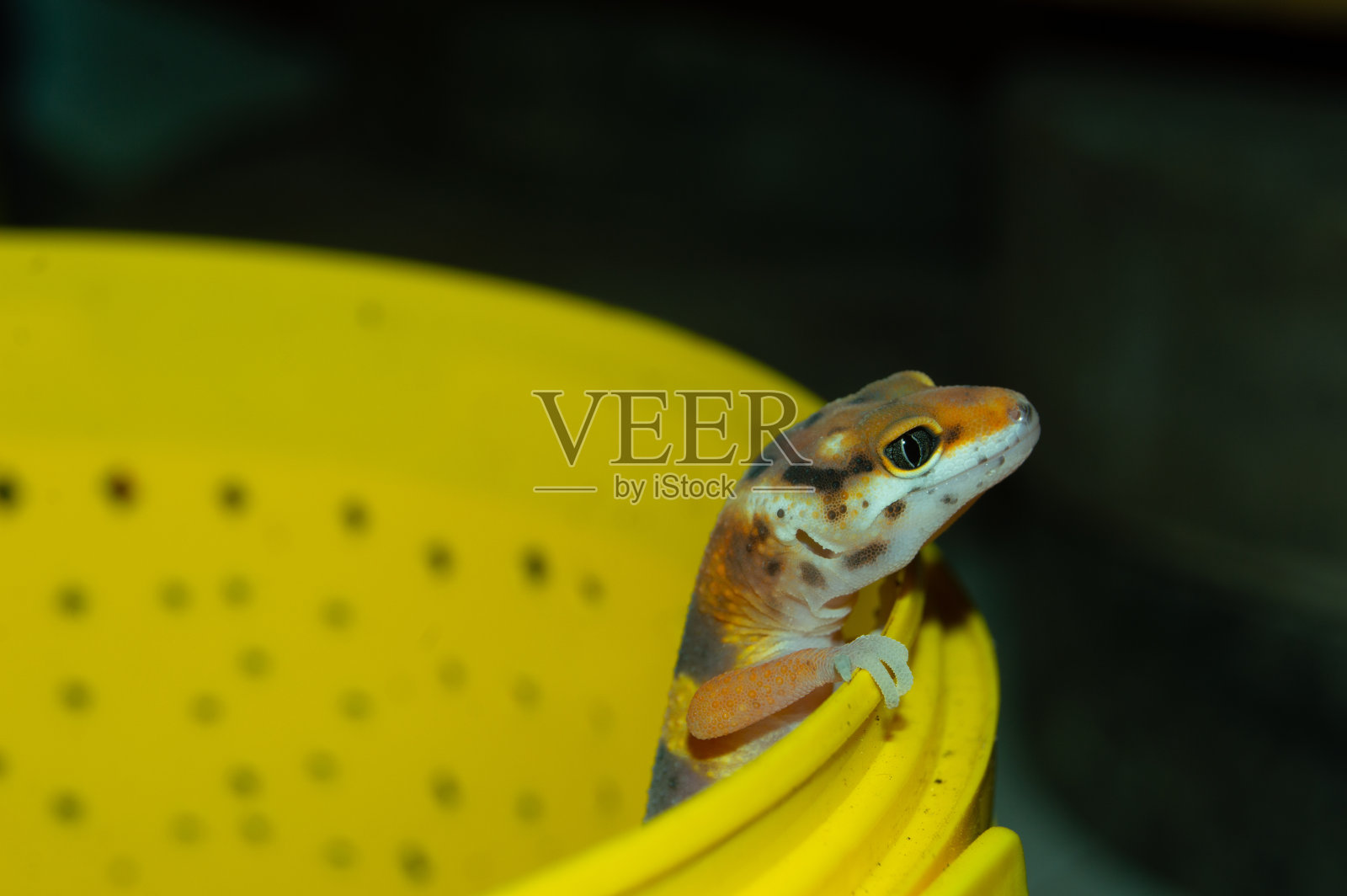 豹壁虎在黄色罐子上玩耍照片摄影图片