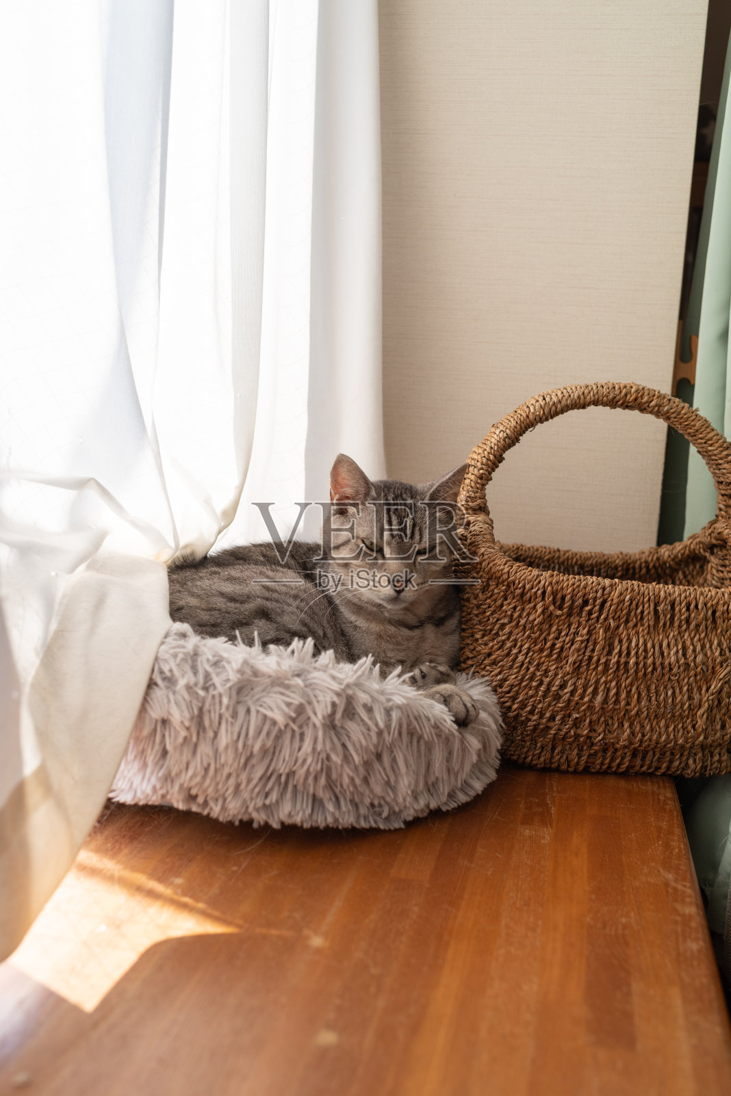 猫在窗边休息照片摄影图片