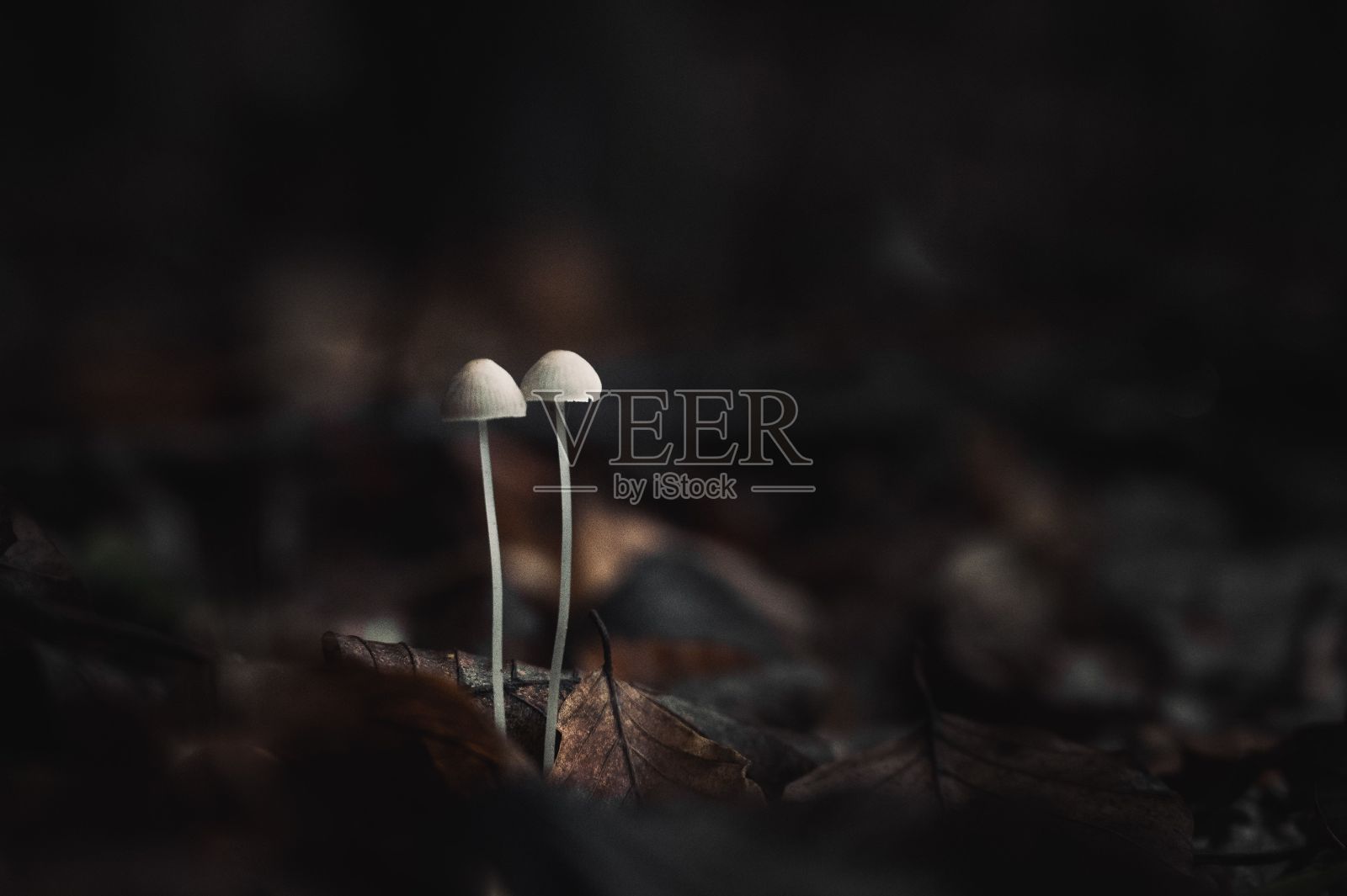 两个微型喀拉拉邦蘑菇特写拍摄在一个模糊的背景照片摄影图片