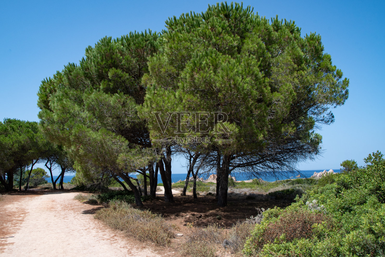 乡村道路上的树木特写镜头照片摄影图片
