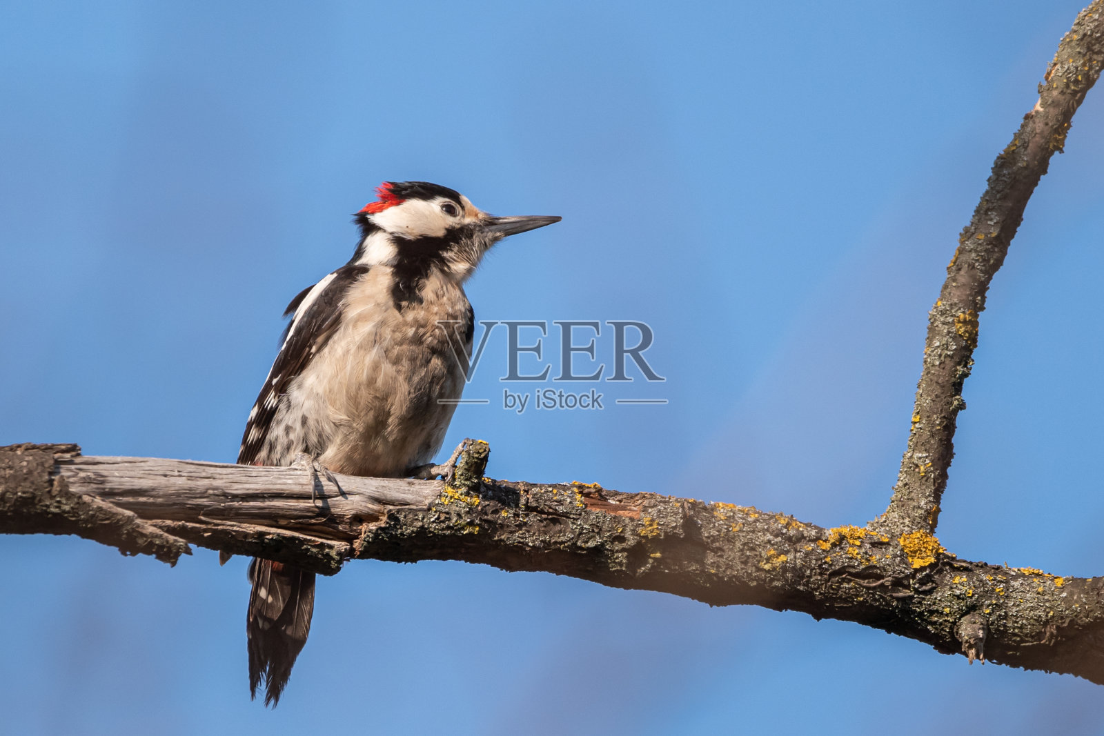 大斑啄木鸟(dendrocopos major)的选择性聚焦镜头照片摄影图片