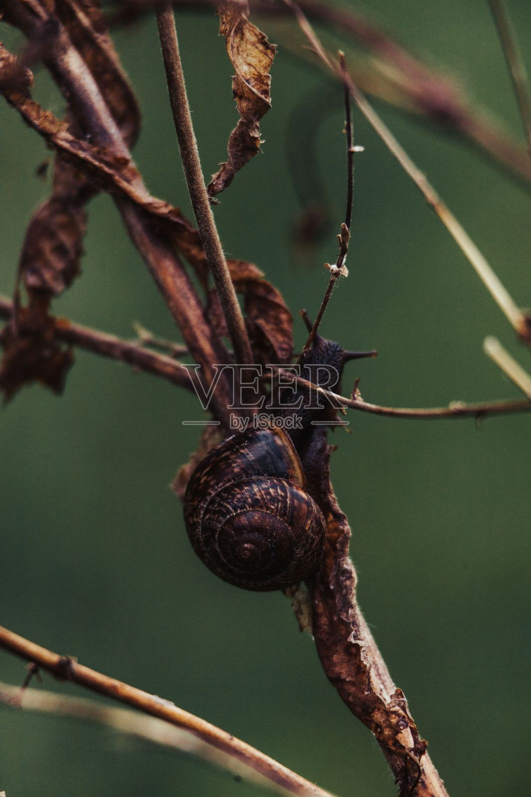 垂直拍摄的蜗牛在干叶子的植物上照片摄影图片