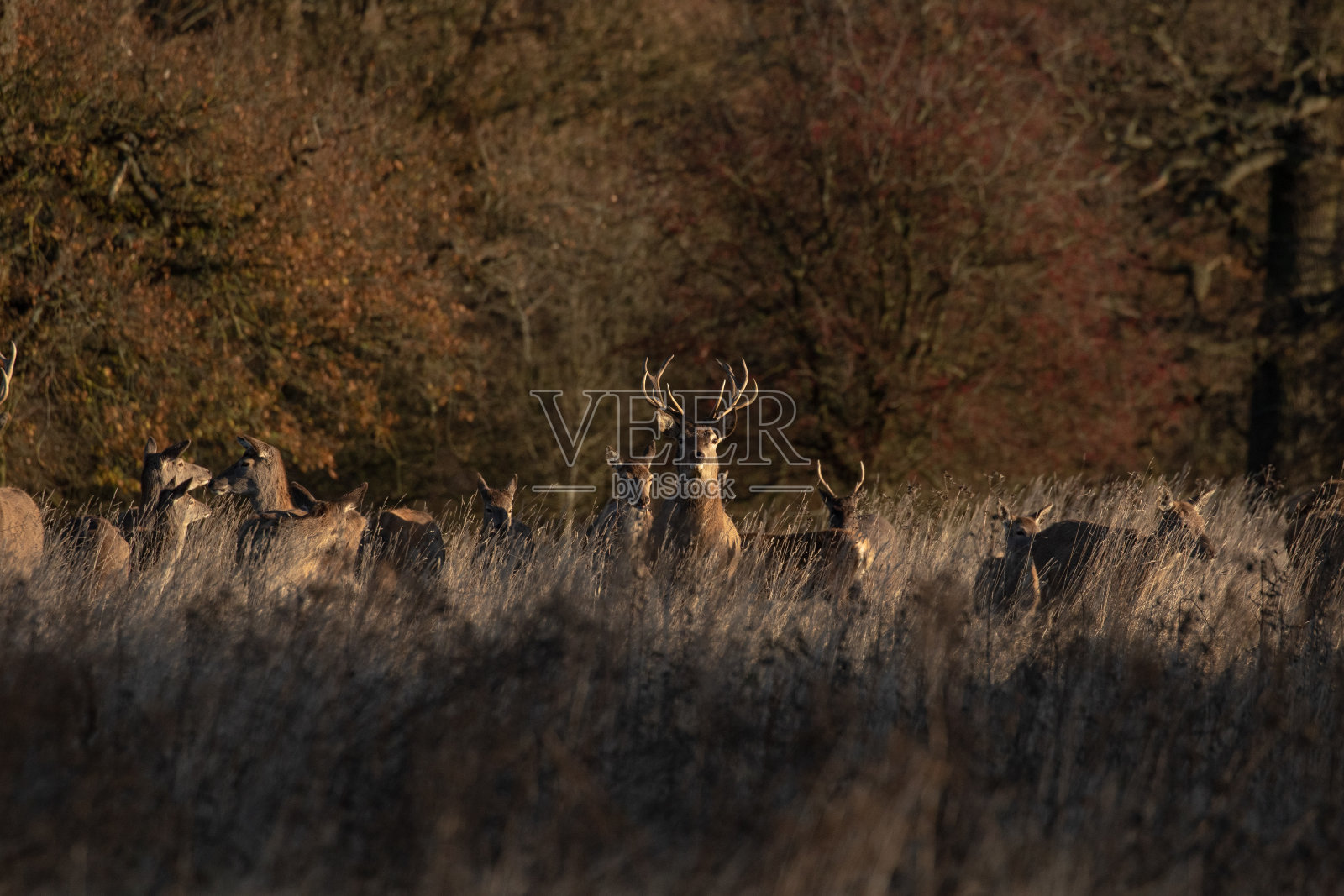 森林里的一群马鹿照片摄影图片