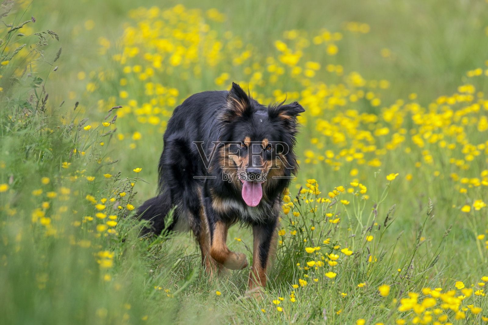 白天，一只波西米亚牧羊犬在绿野中黄花间散步照片摄影图片
