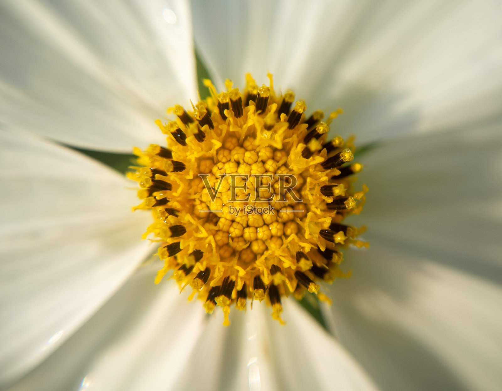 宏观照片。花的中心(黄色雄蕊)宇宙花。照片摄影图片