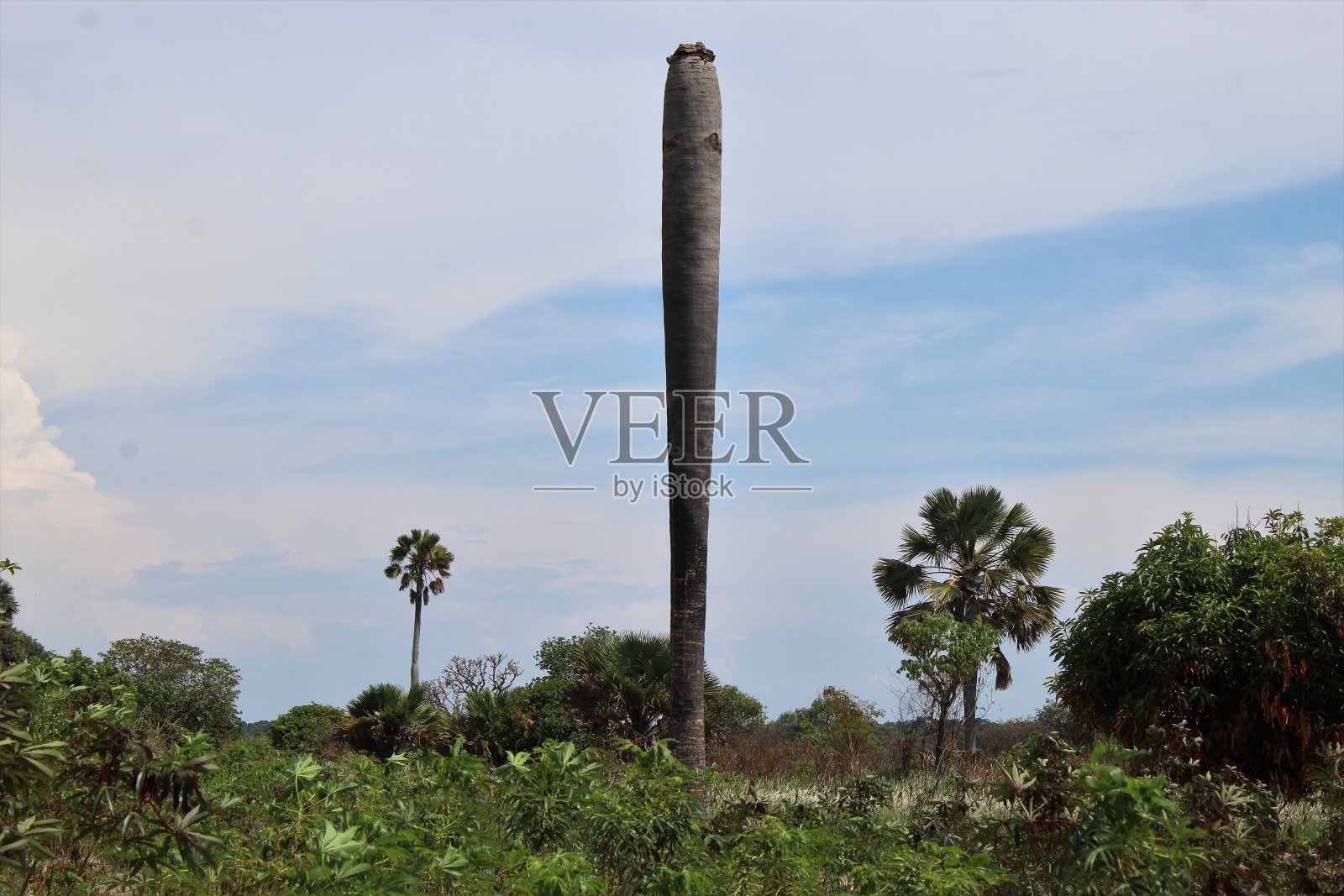 赞比亚北部景观中的棕榈树。照片摄影图片