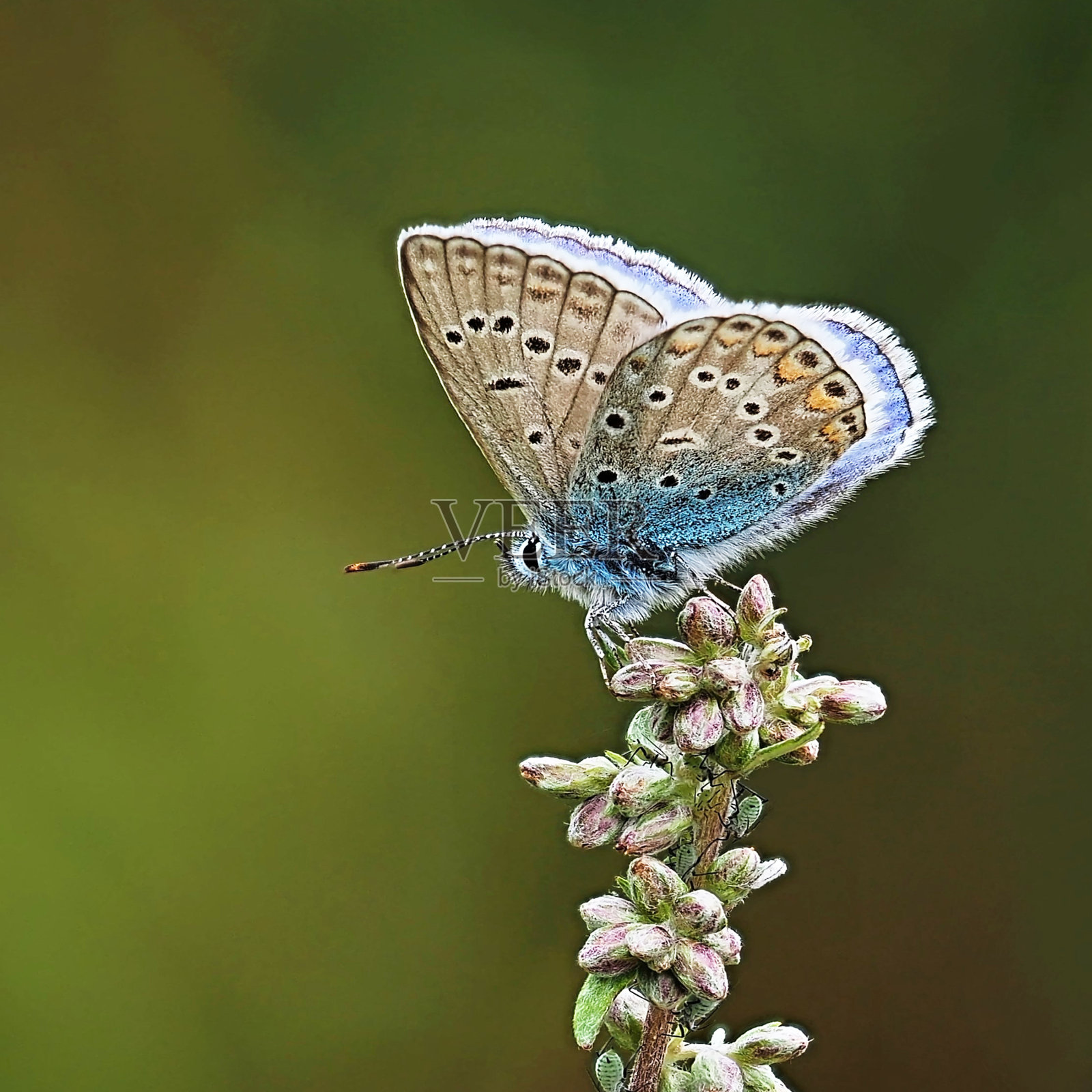 蝴蝶照片摄影图片
