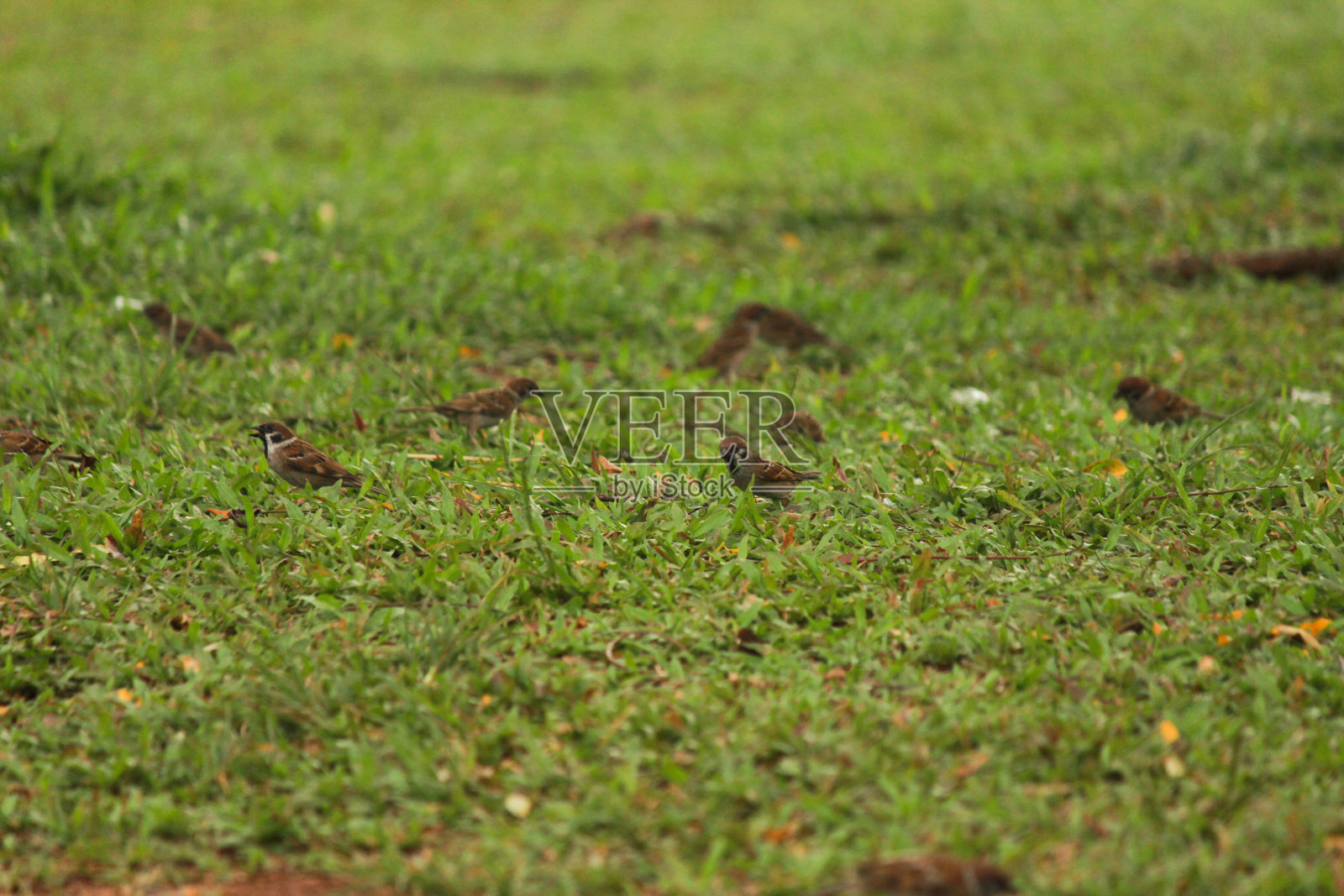 鸟的环境照片摄影图片