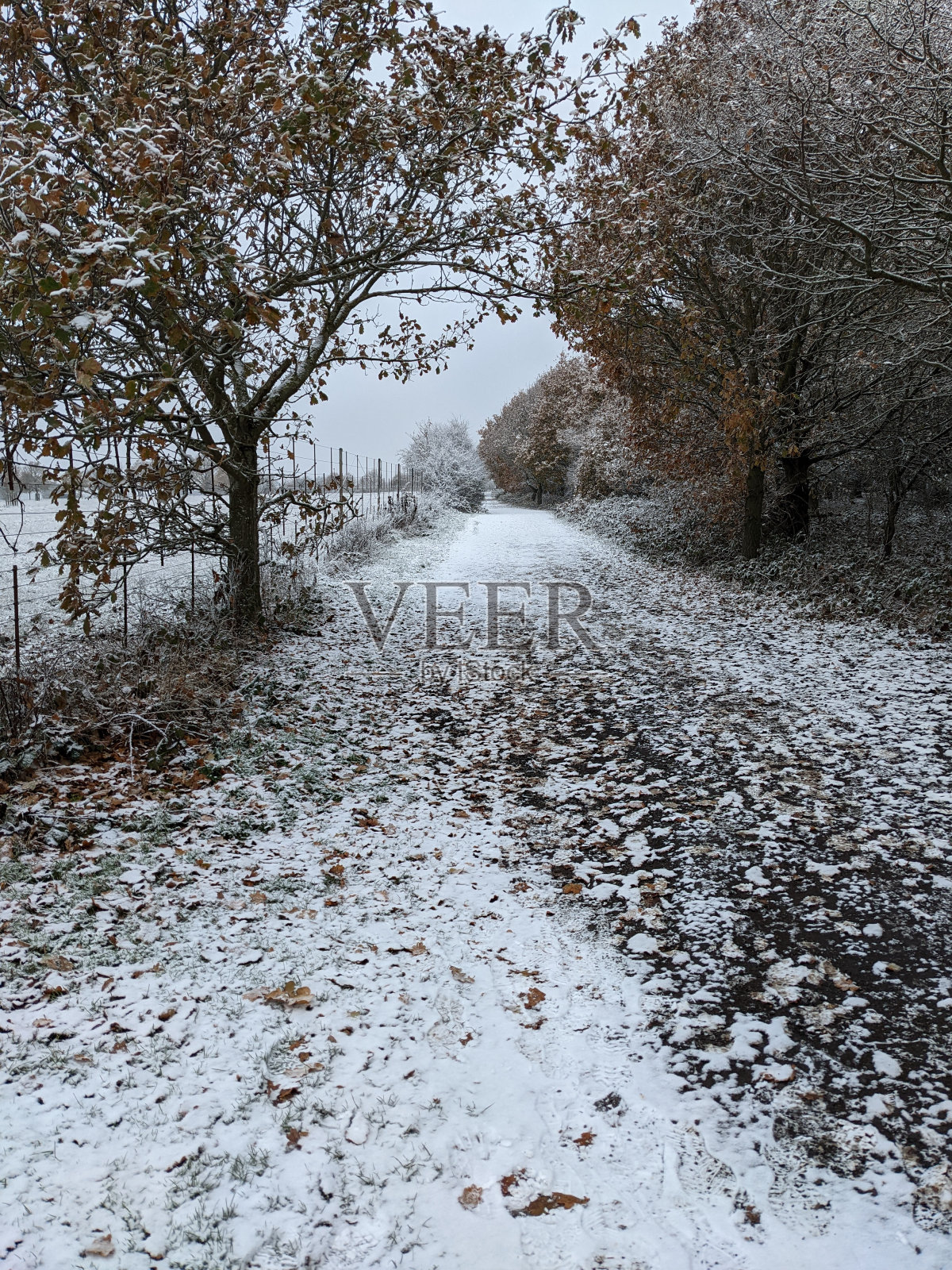 冰冻与树木10照片摄影图片