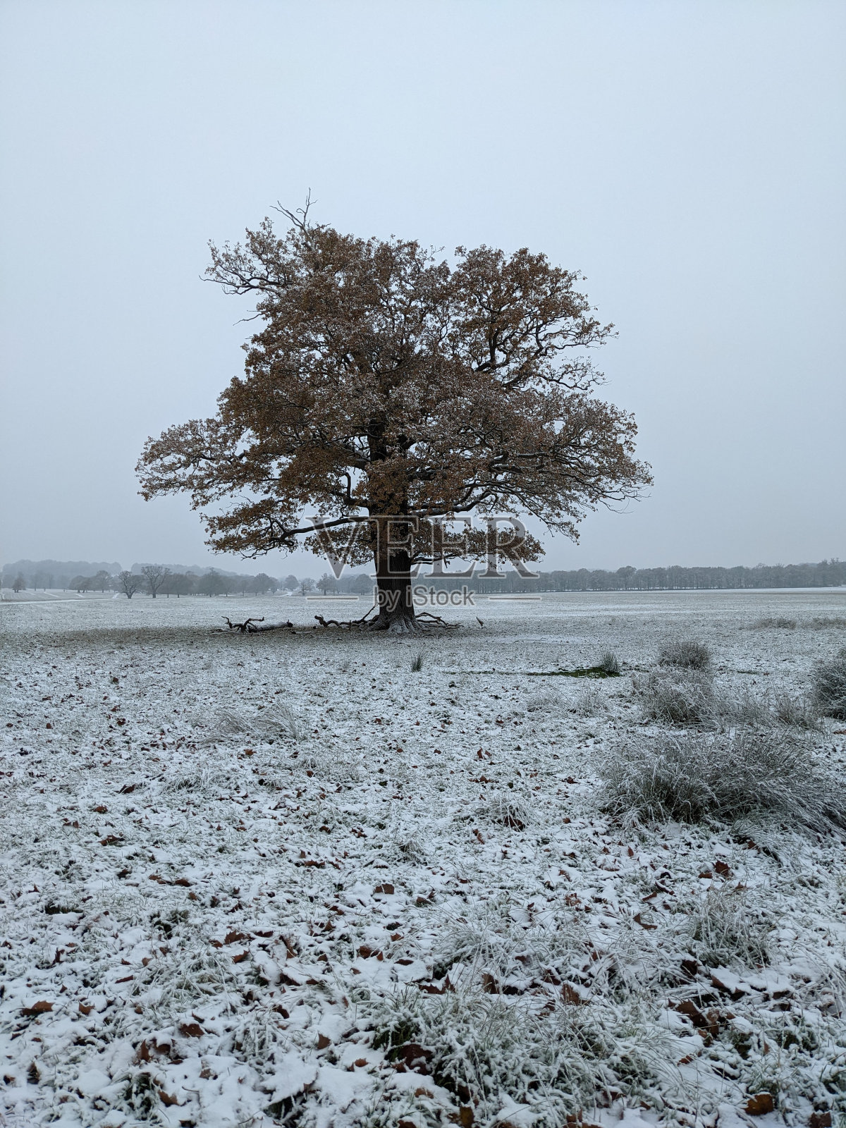 冰冻和树照片摄影图片