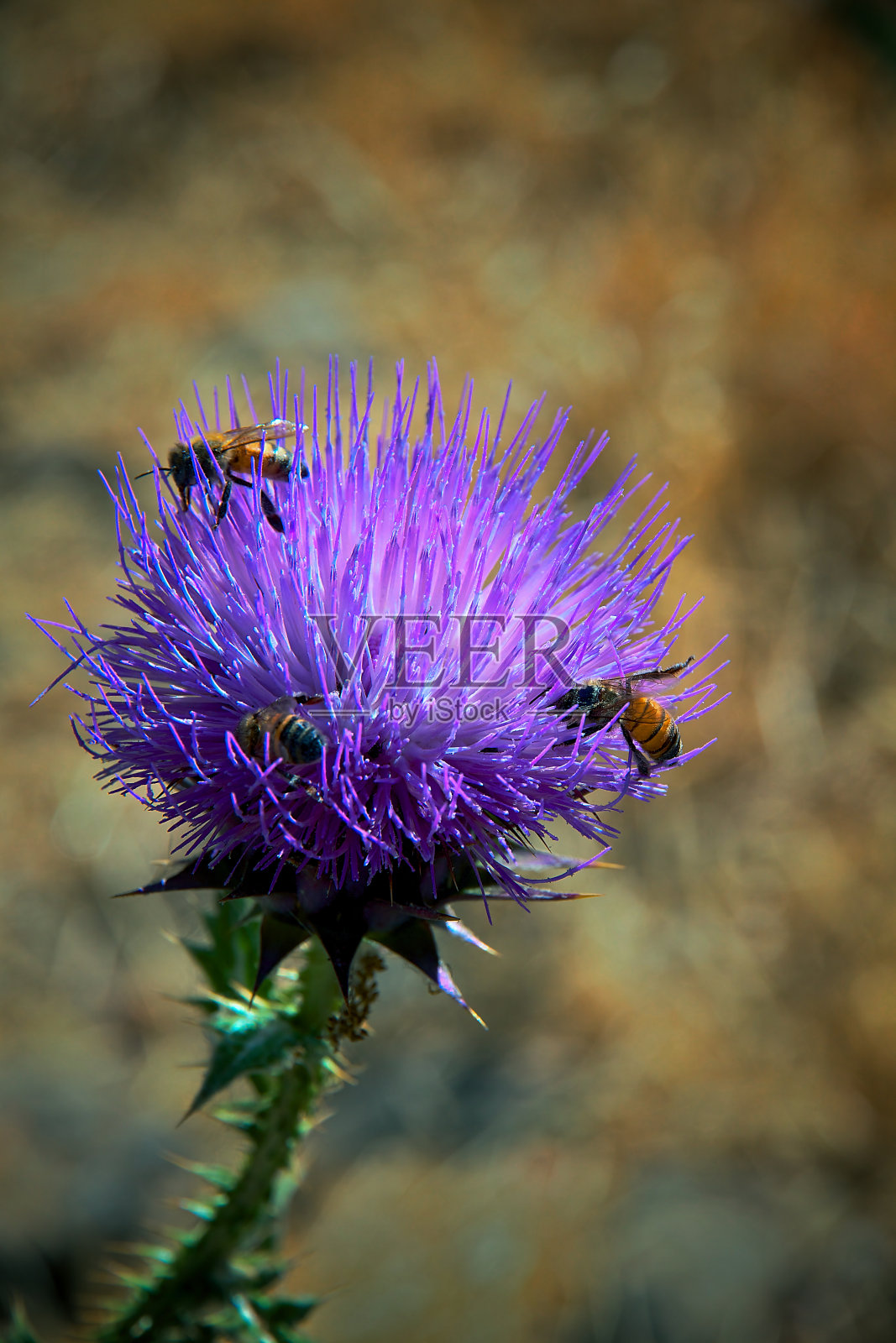 森林里的卡杜厄斯的特写照片摄影图片