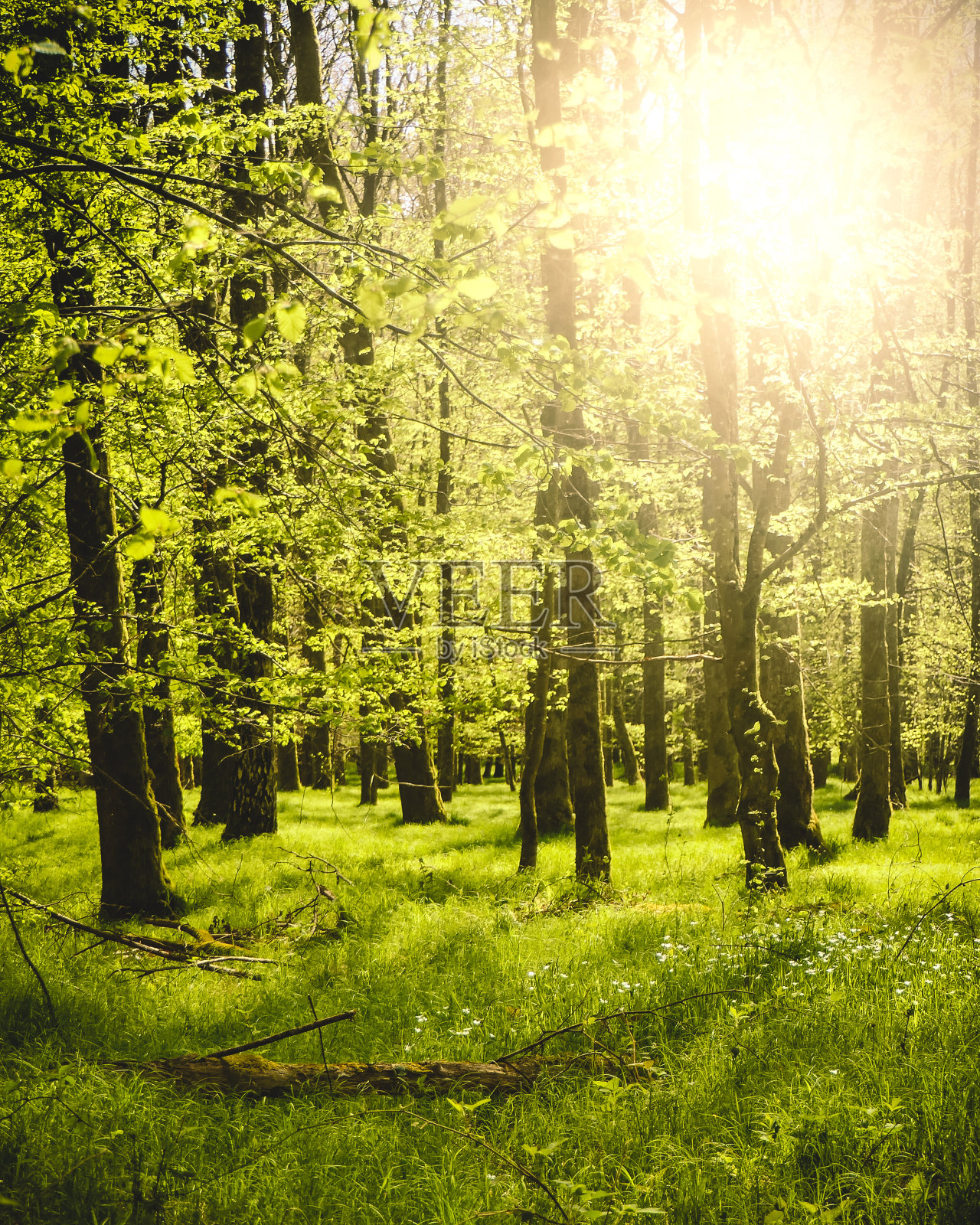 垂直拍摄的美丽风景，阳光穿过德国的树木照片摄影图片
