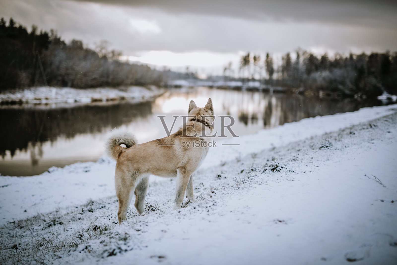 一只西西伯利亚莱卡狗在雪地上看着反射寒冷的湖泊和树木的背影照片摄影图片