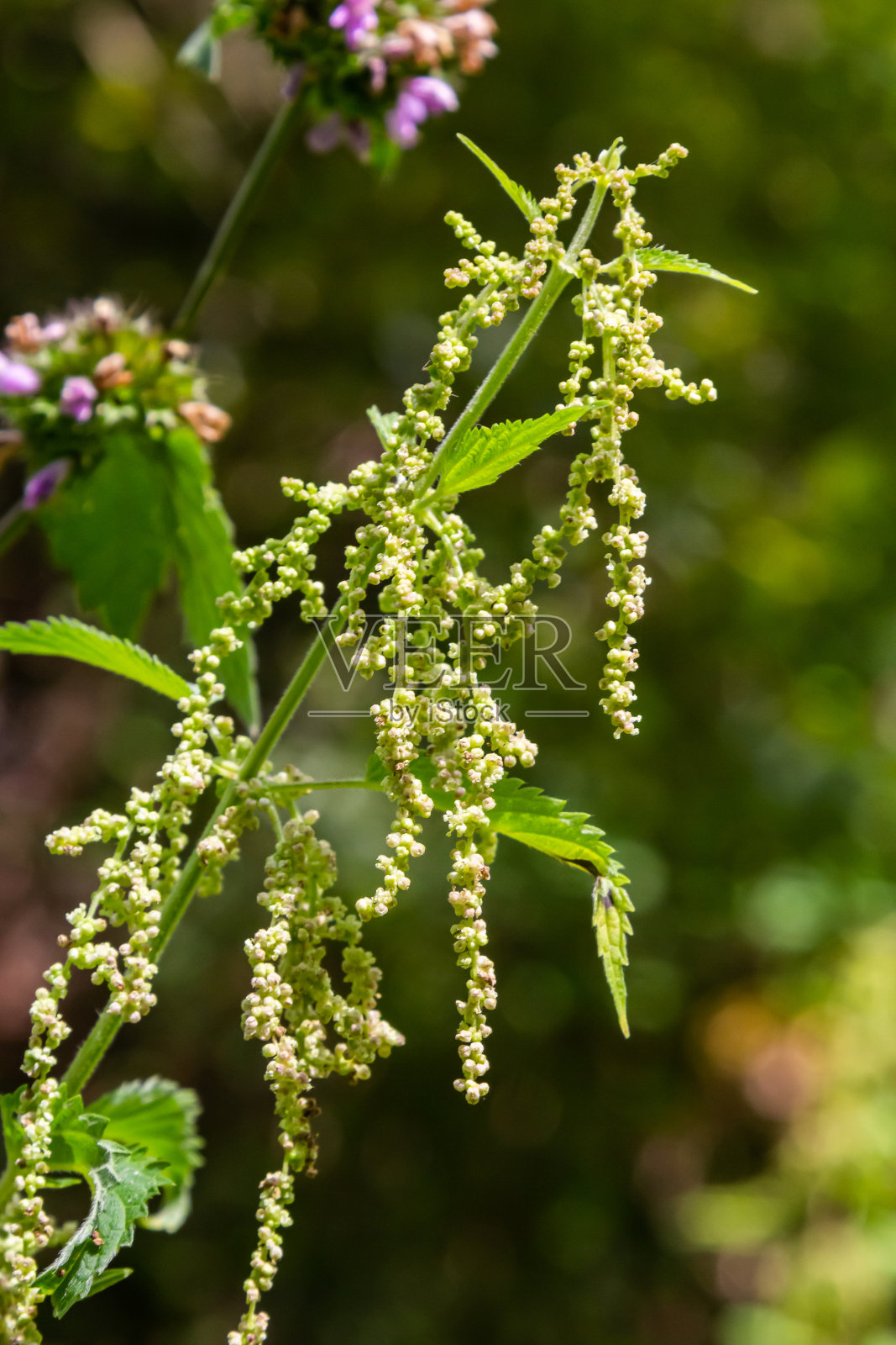 荨麻或刺荨麻在花园里荨麻一种药用植物可用作止血利尿退热伤口愈合抗