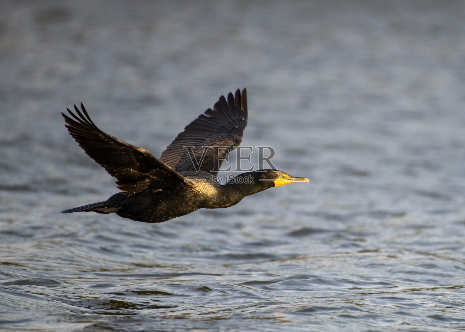 大鸬鹚飞过海面的特写镜头照片摄影图片