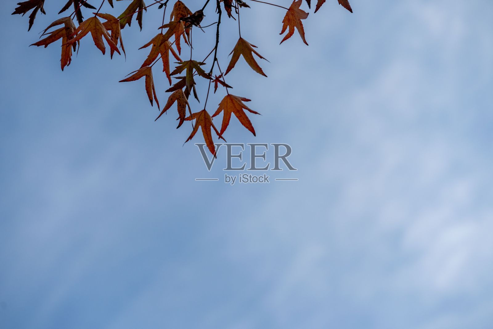 秋叶映着蓝天白云。照片摄影图片