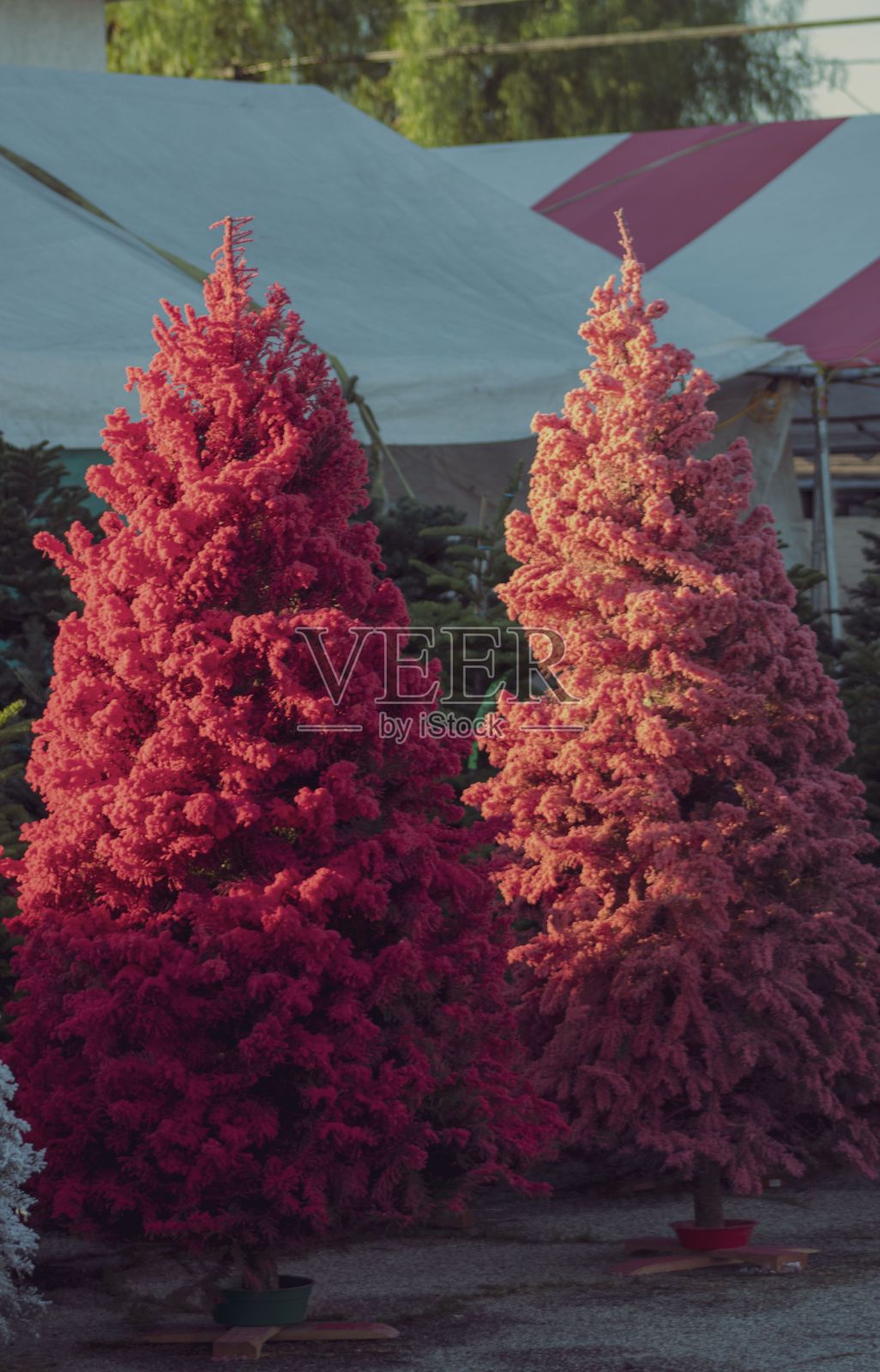 在明亮的阳光下，一对美丽的红色圣诞树在商店外出售照片摄影图片