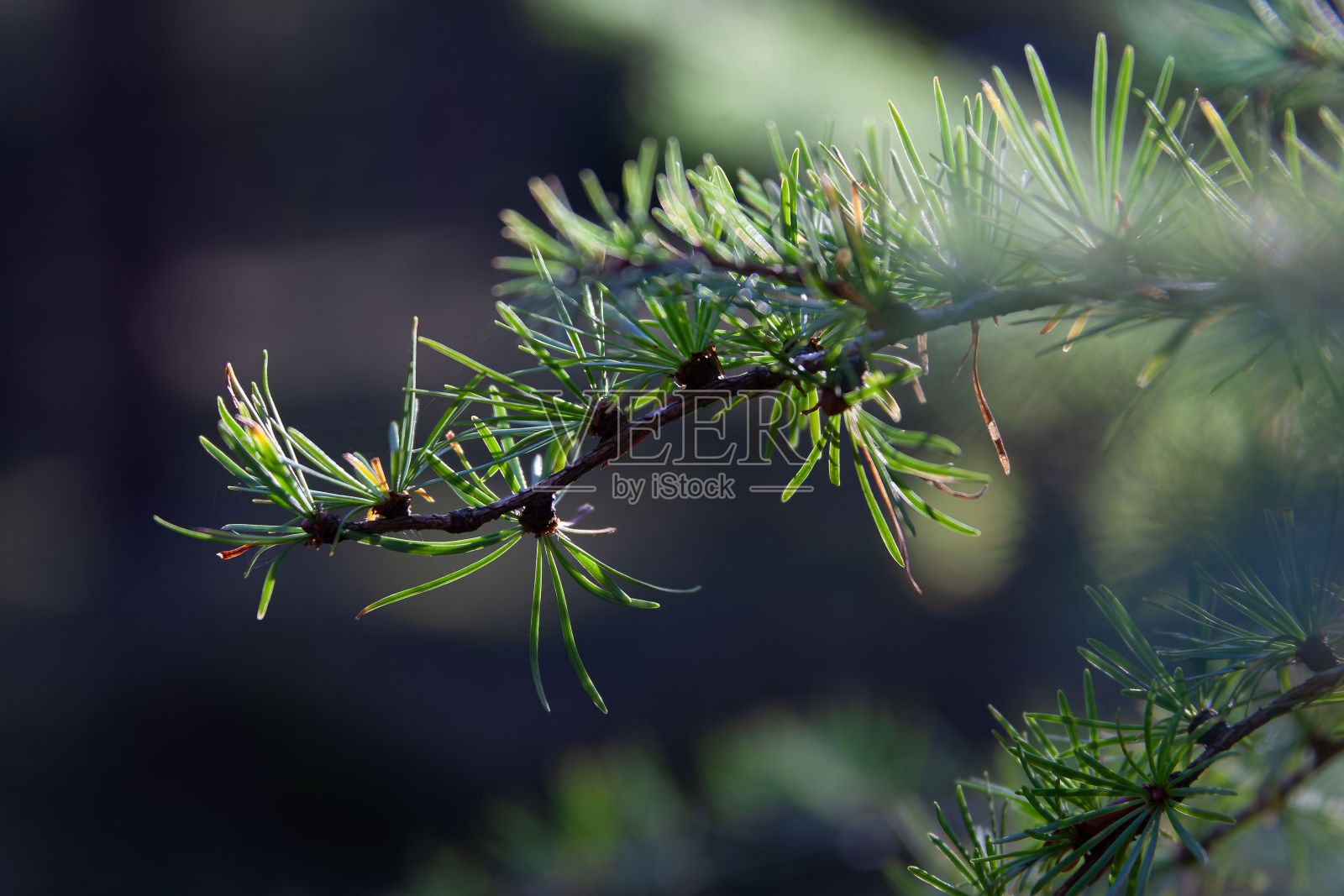 针叶树树枝上的绿色尖刺特写镜头照片摄影图片