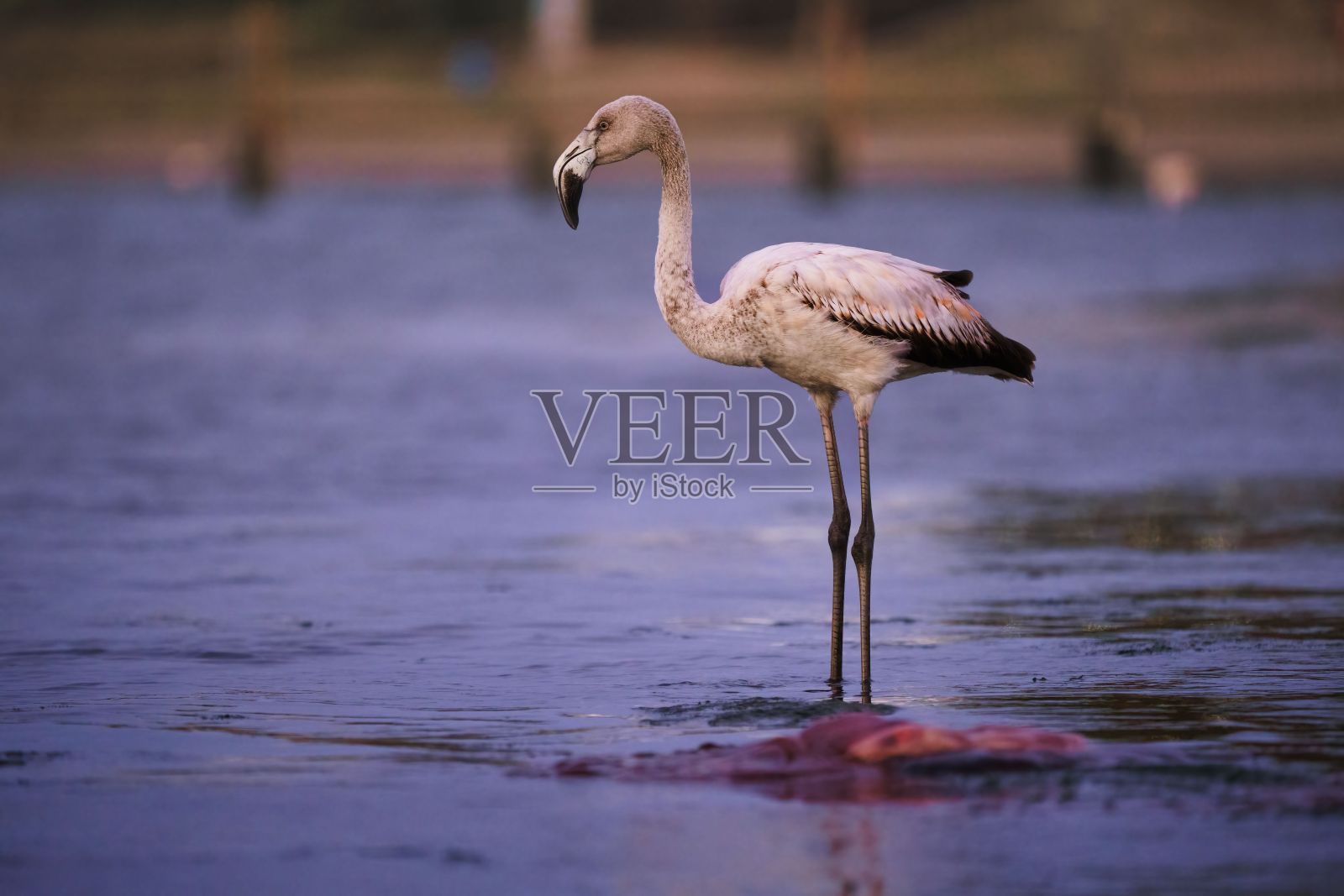 近距离的火烈鸟站在一个湖在帕拉卡斯，秘鲁在蓝色时刻照片摄影图片