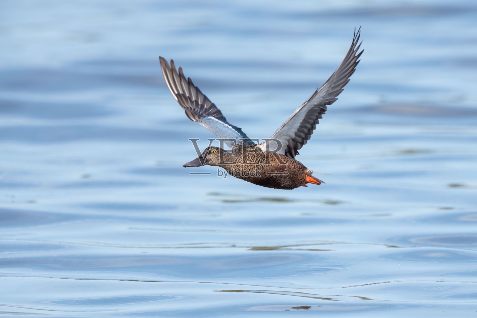 特写镜头的北方铲(Spatula clypeata)飞过水面照片摄影图片