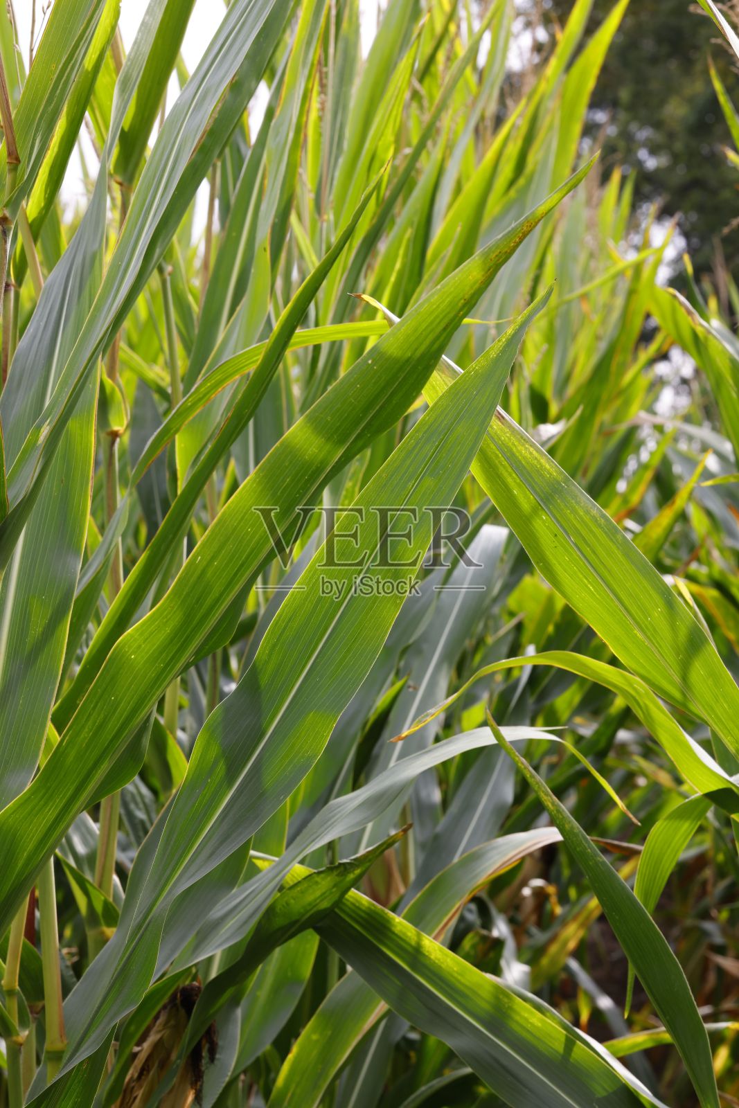 植物绿叶的垂直镜头照片摄影图片