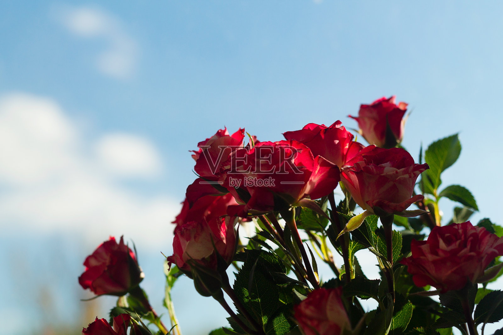 红玫瑰衬蓝天。一束红玫瑰。副本的空间。盛开的美丽花朵照片摄影图片