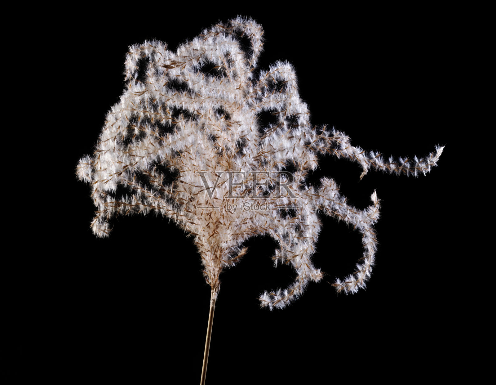 大型潘帕斯草照片摄影图片